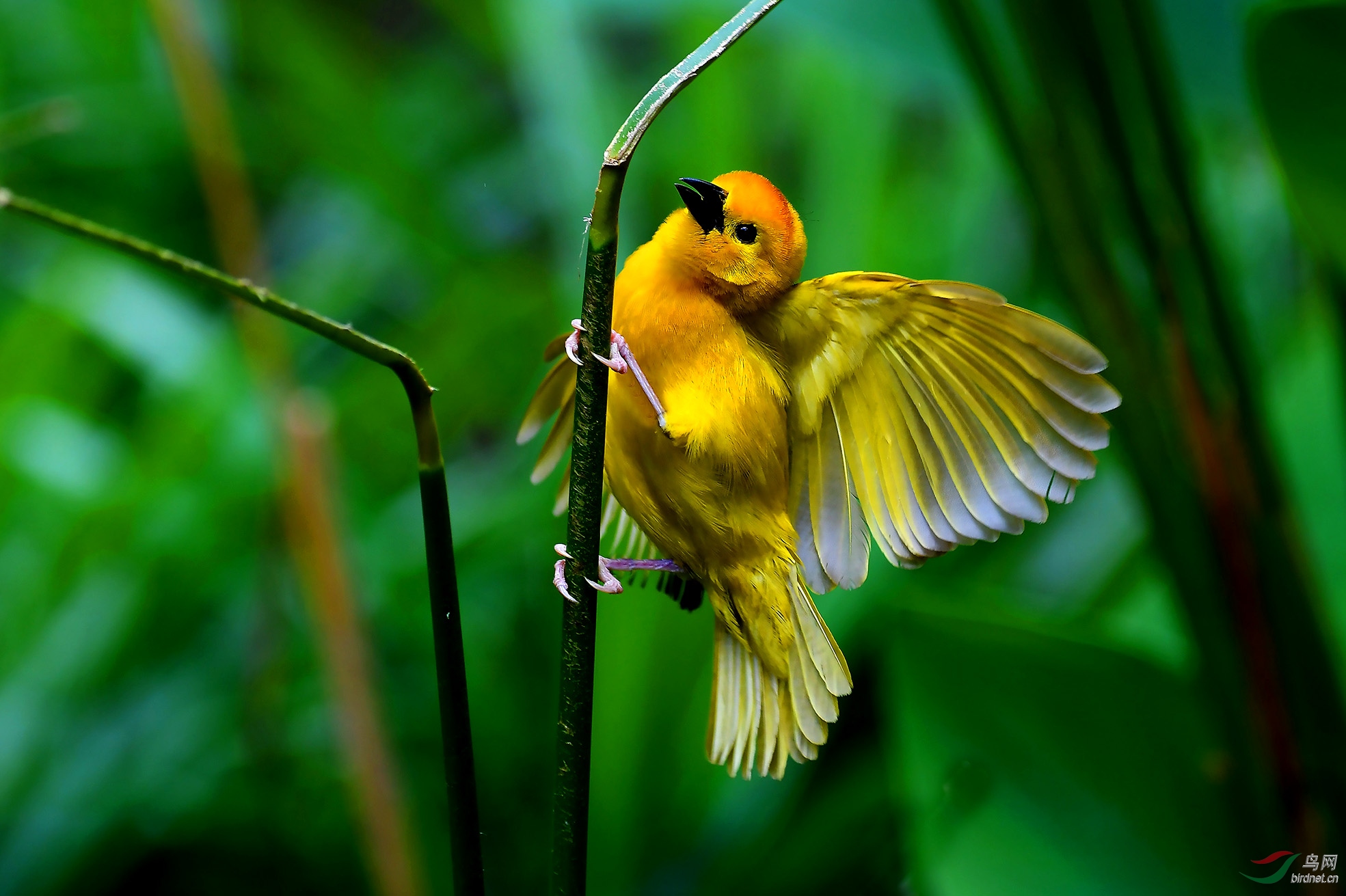 美姿(栗头金织布鸟)