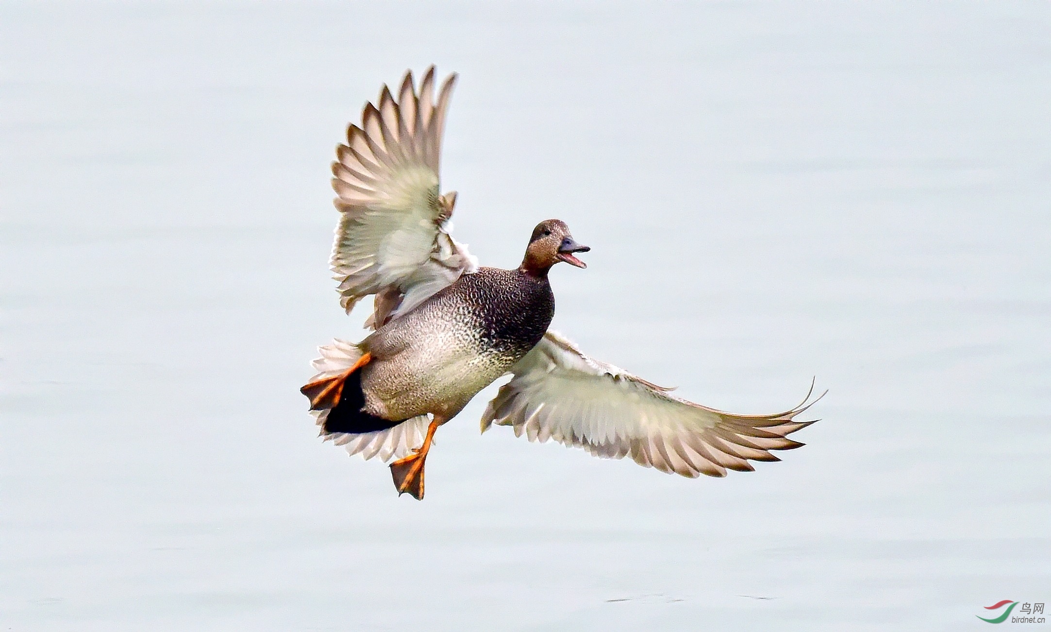 DSC_2809_conew2.jpg