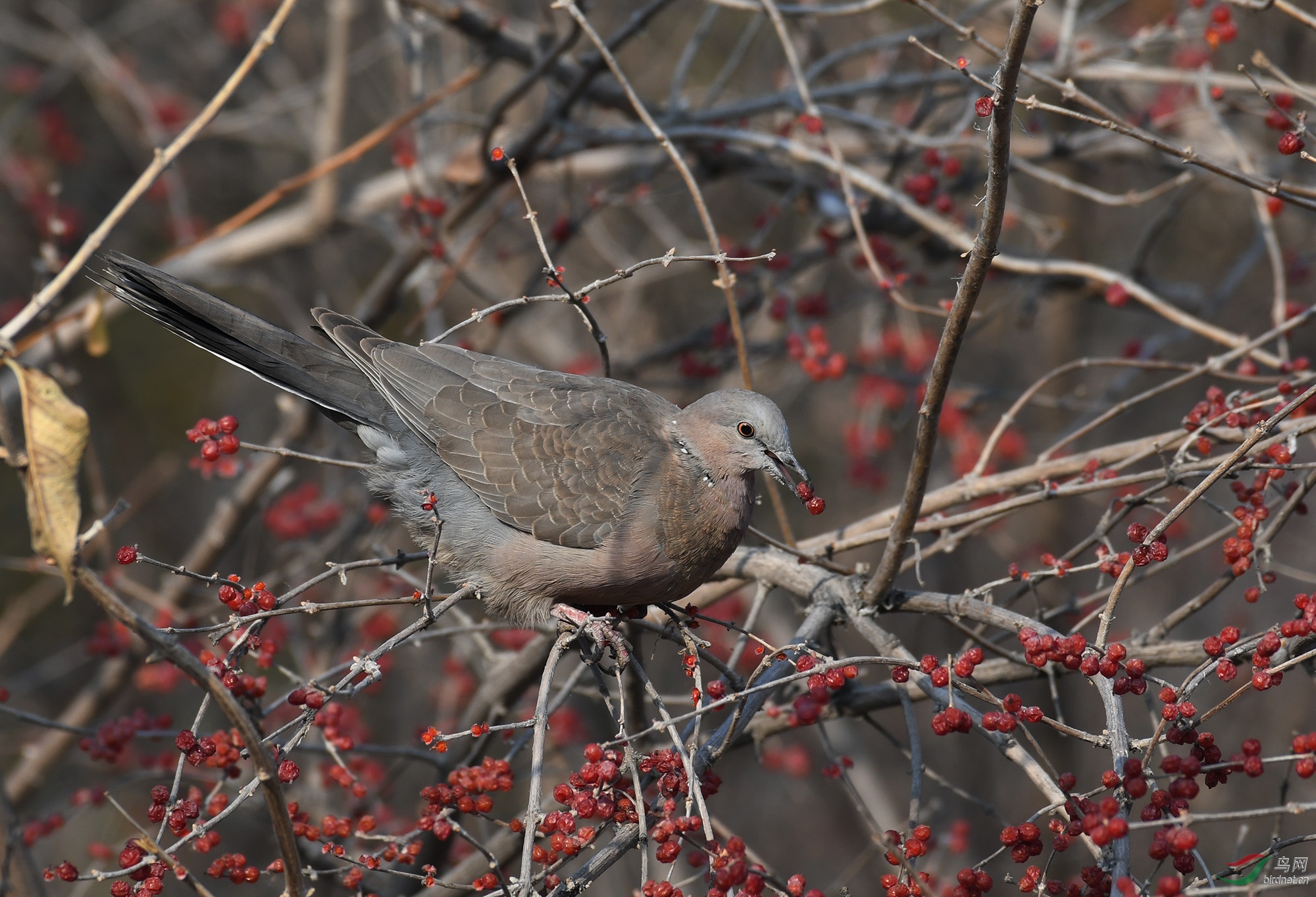 ������Ӱ 2252����.jpg