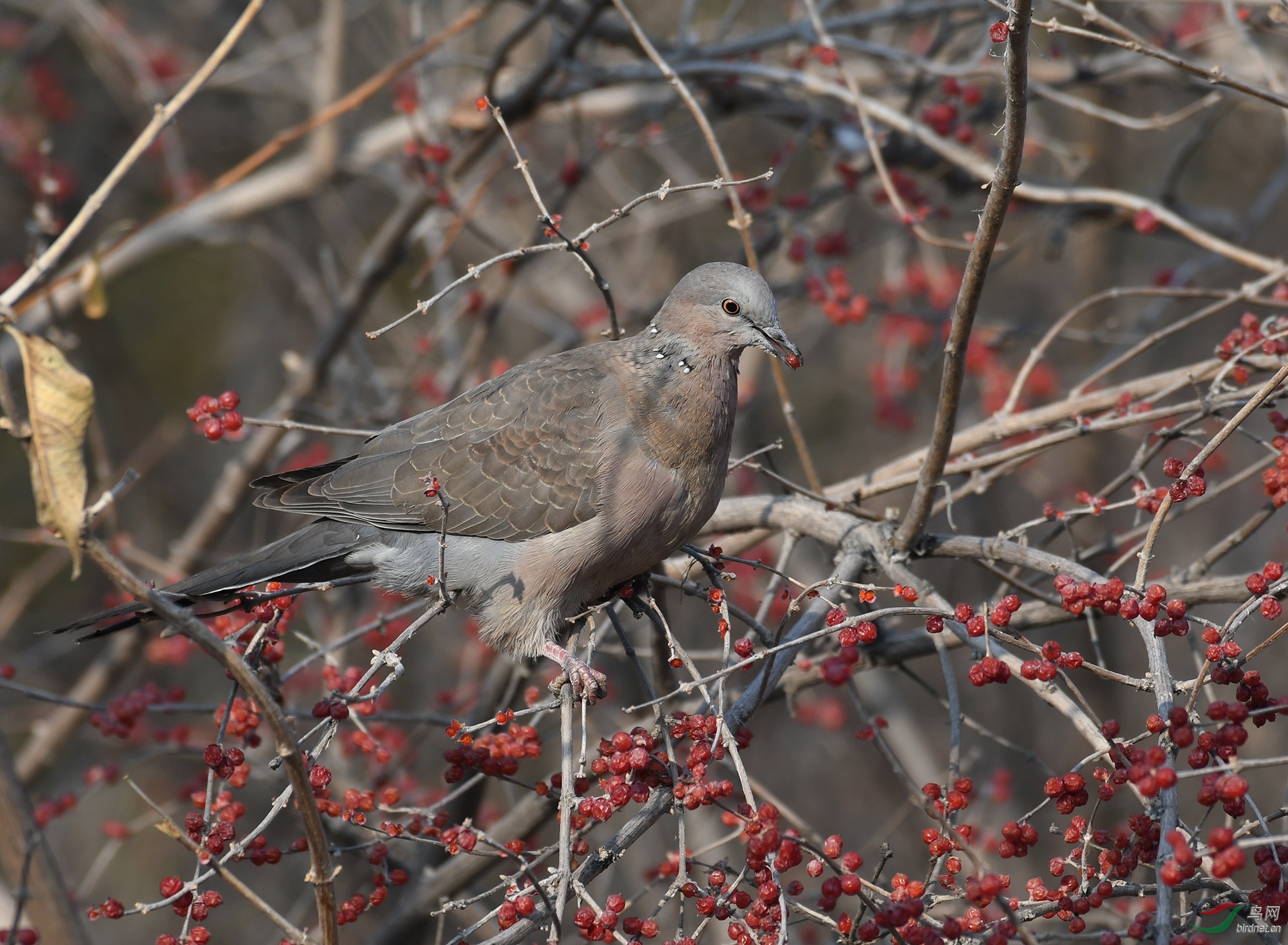 ������Ӱ 2278����.jpg