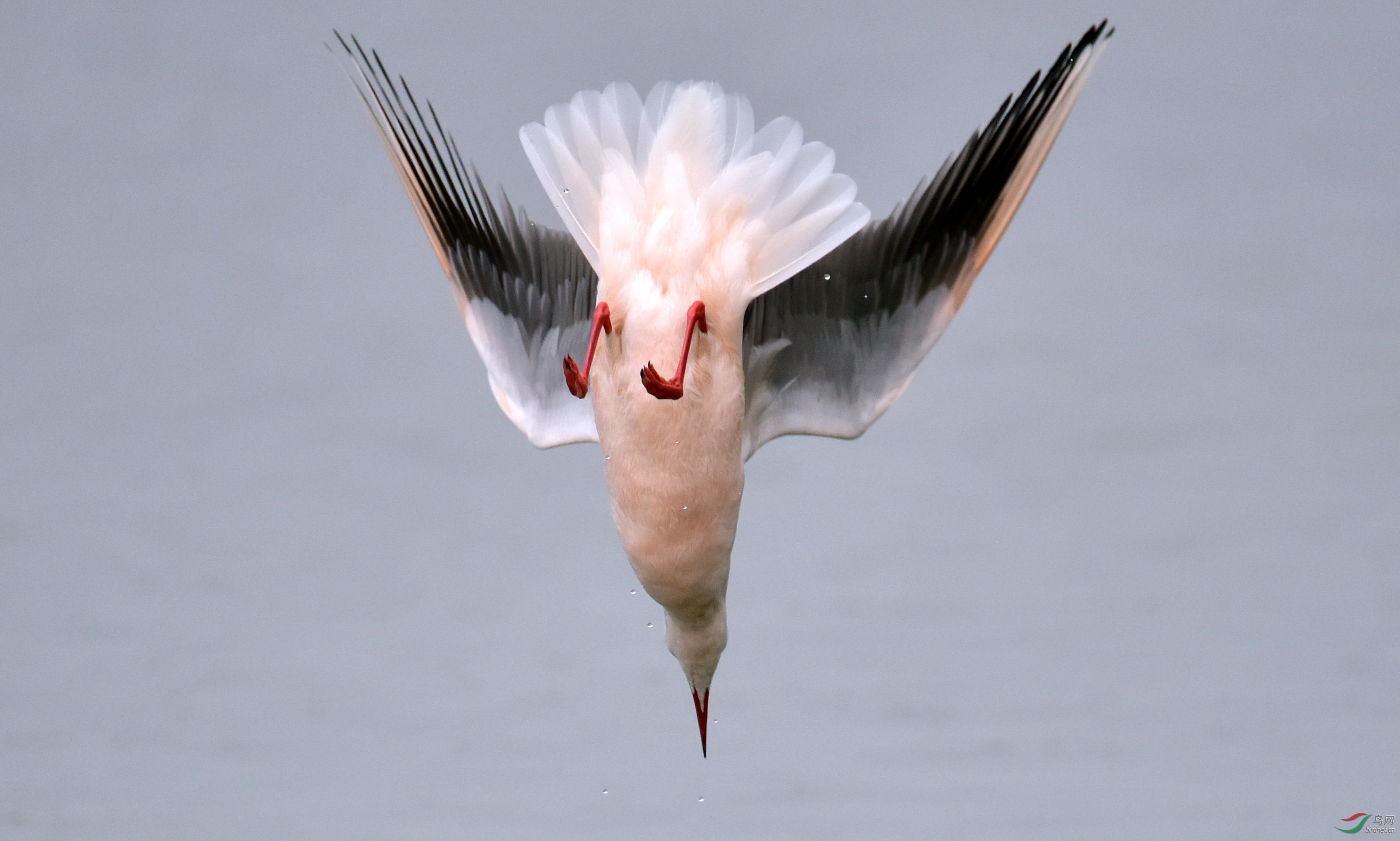 DSC_1157_conew2.jpg