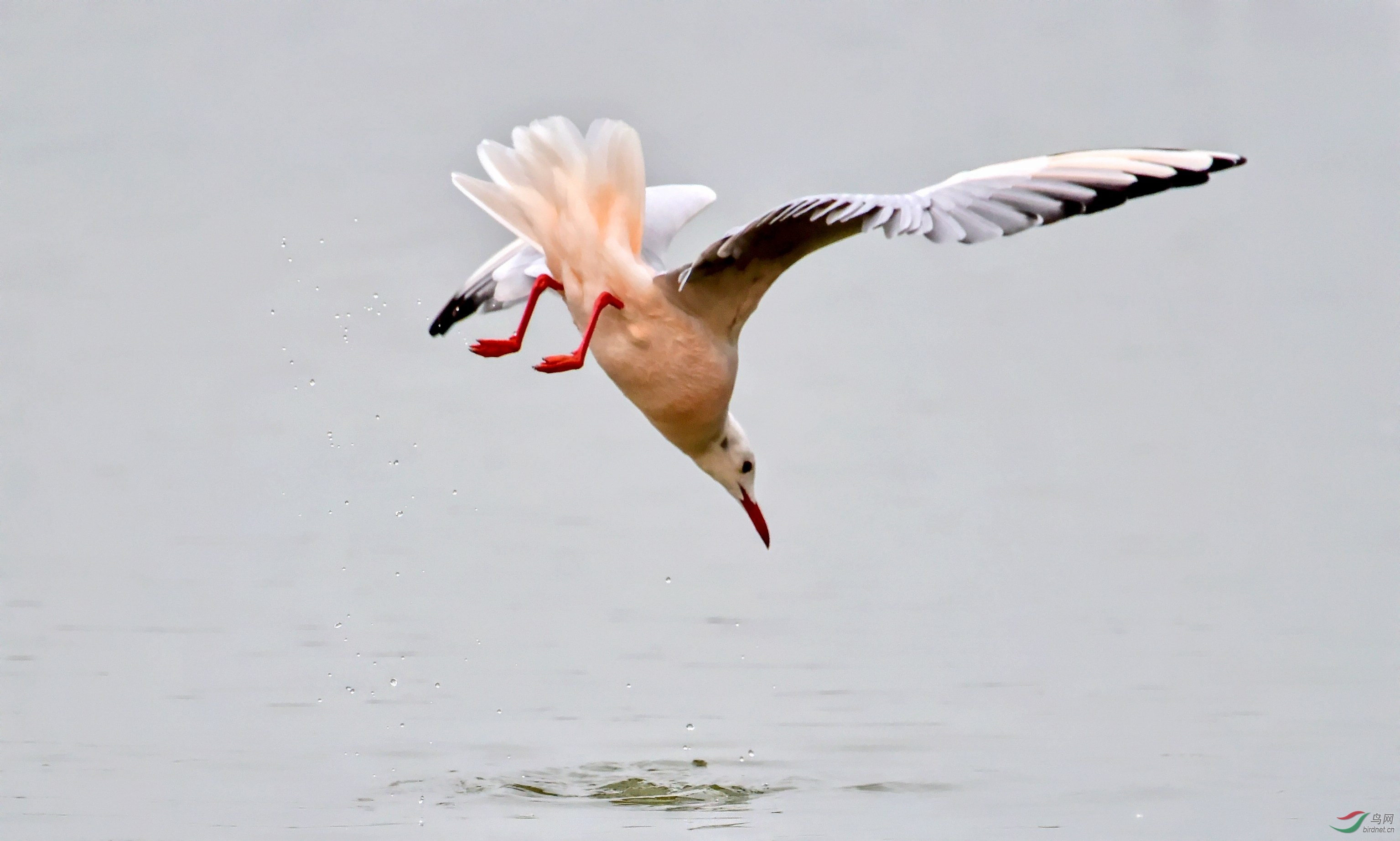 DSC_1127_conew2.jpg