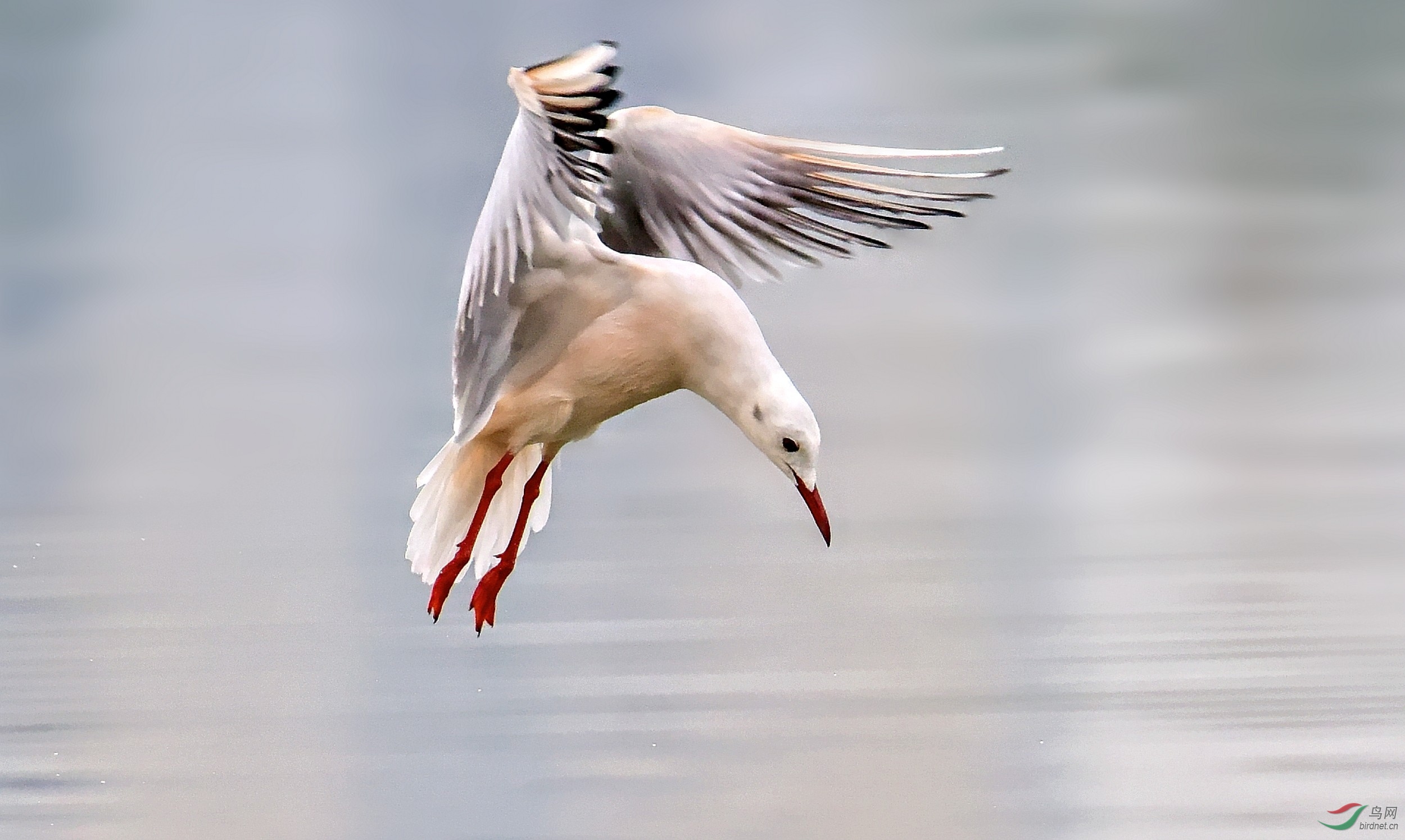 DSC_0038_conew2.jpg