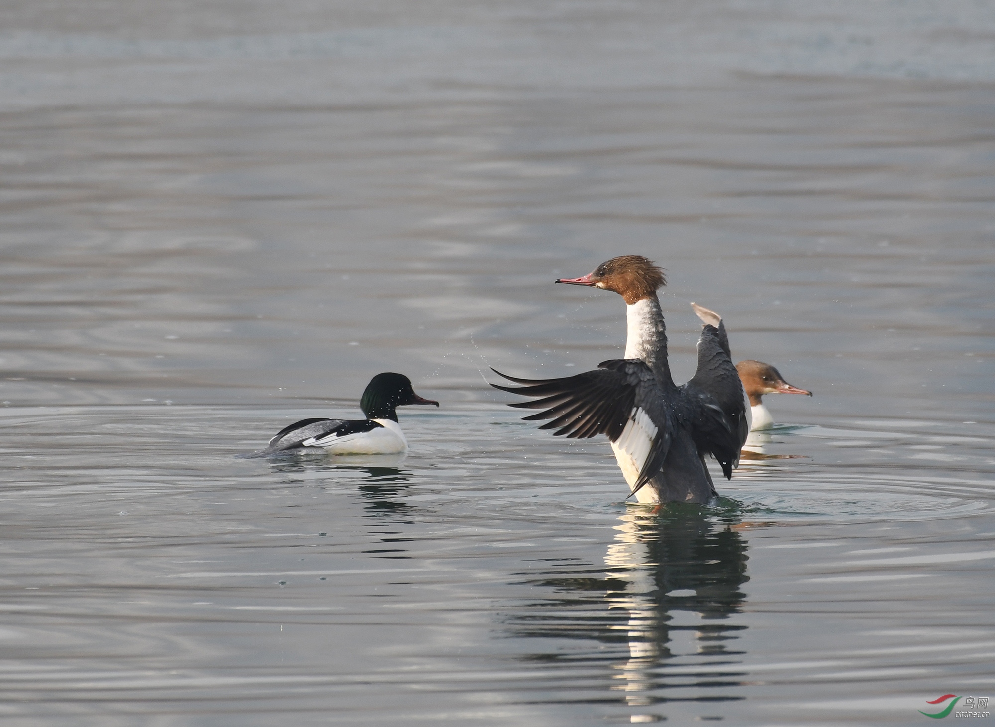 ������Ӱ 2674����.jpg