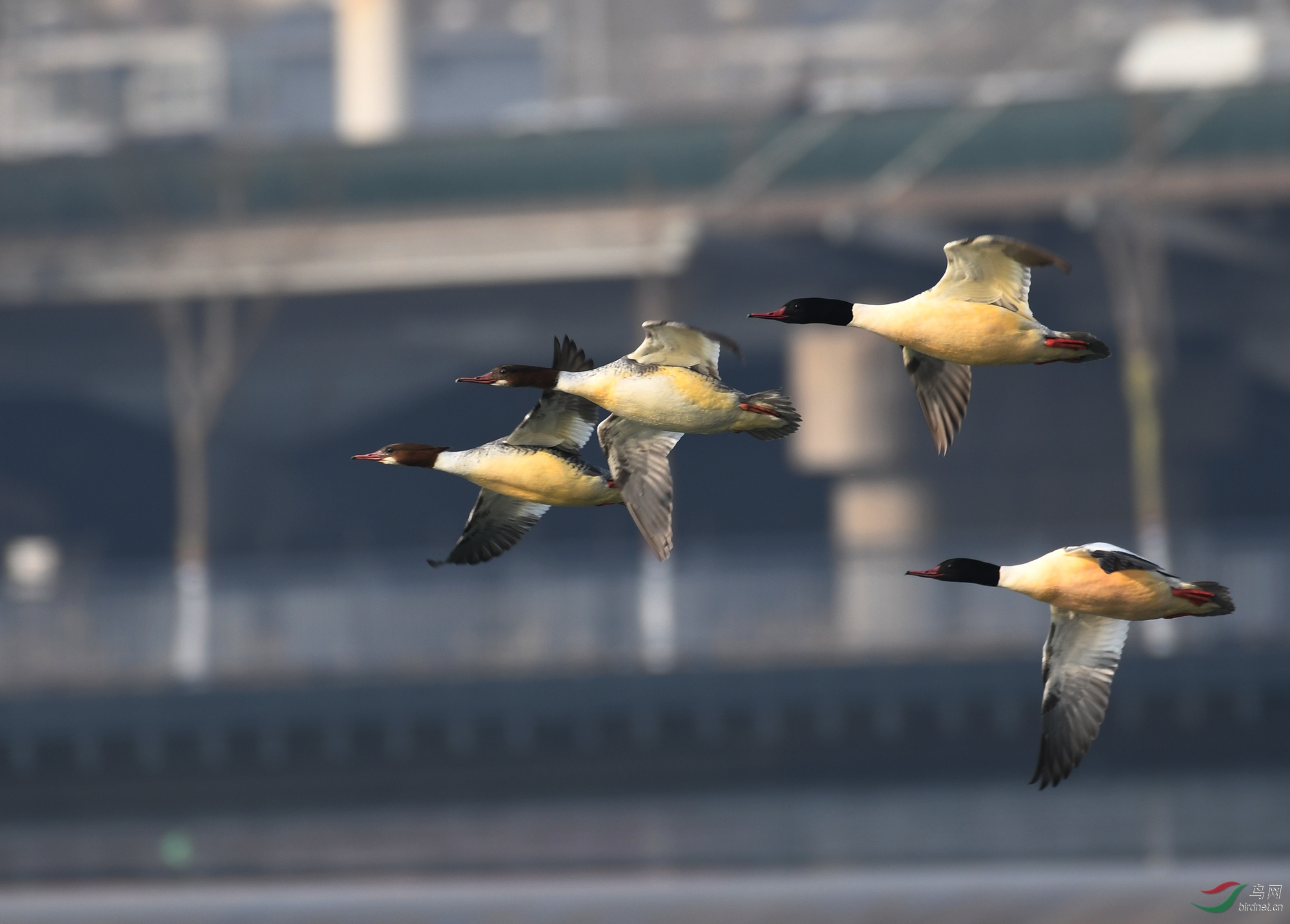 ������Ӱ 2631����.jpg