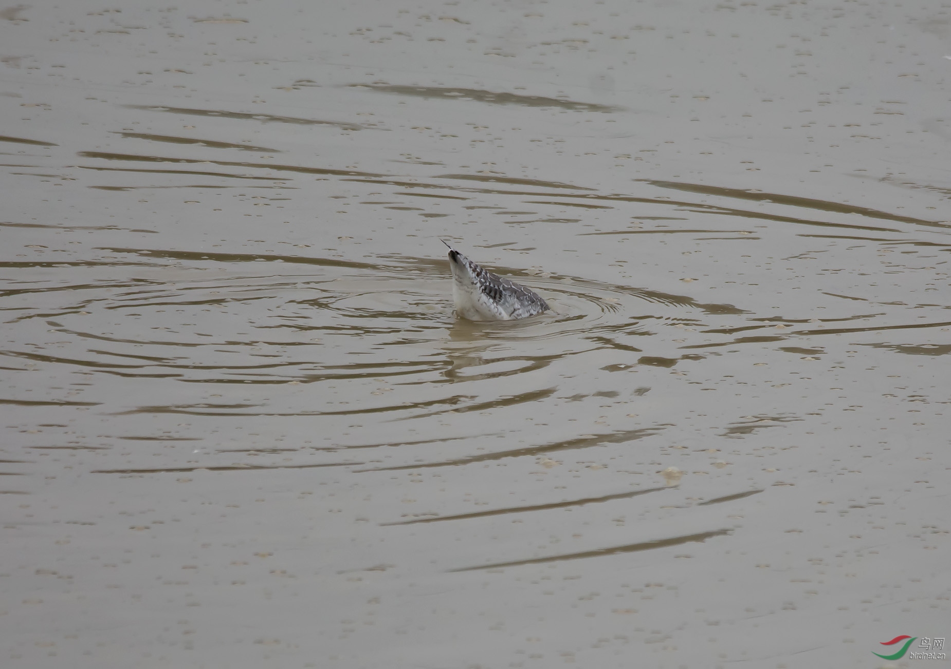 ����ˮ����ʳ