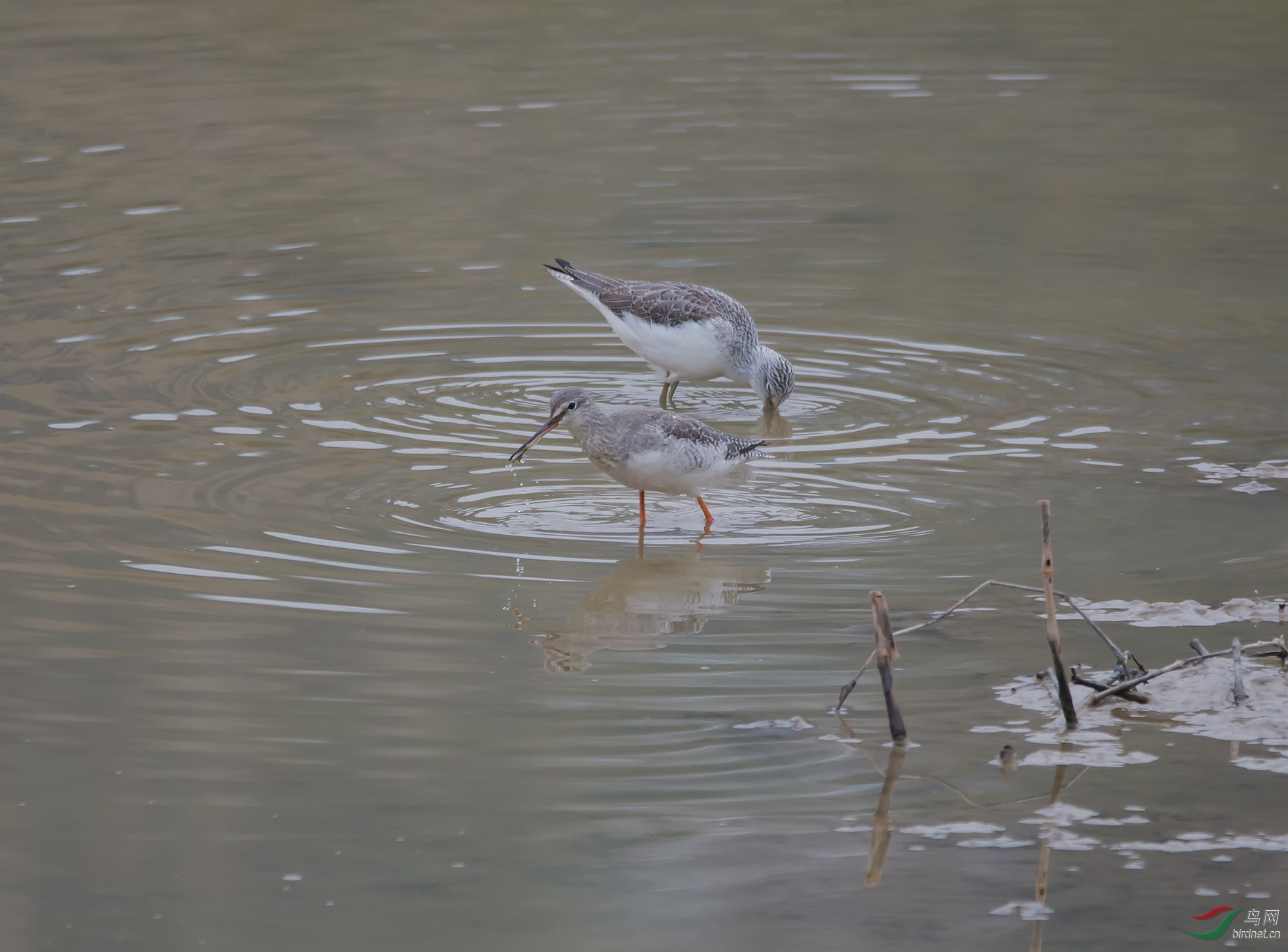 DSC_9452.jpg