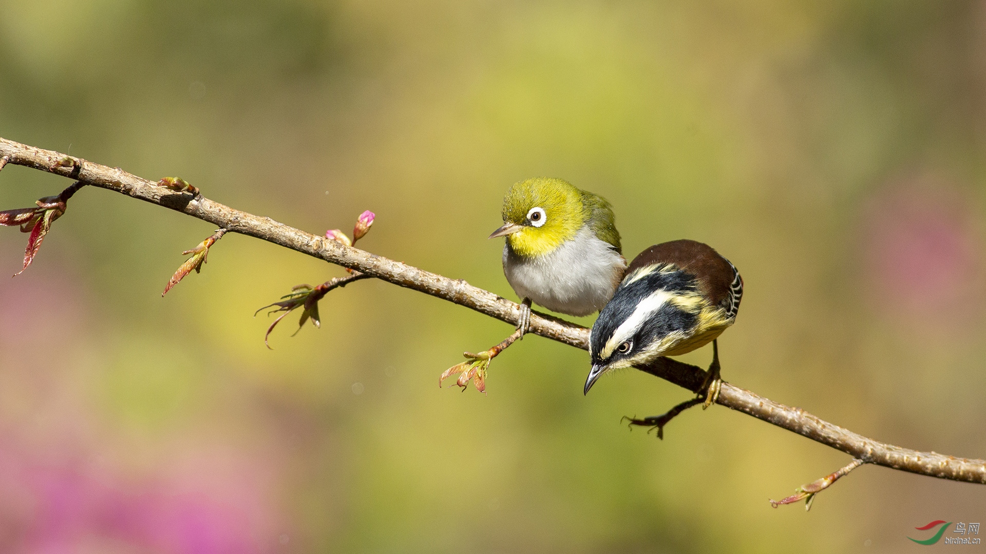 23.5����0079.�л���ͷ��Ÿ�� Ѱ��Ŀ�� С��.jpg