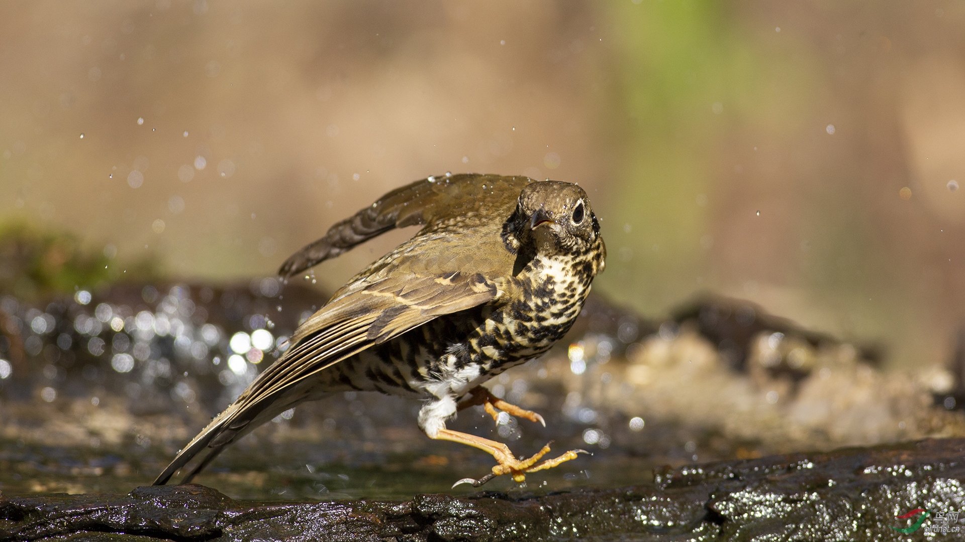 0082.�л���ͷ��Ÿ�� �Һ��� С��.jpg