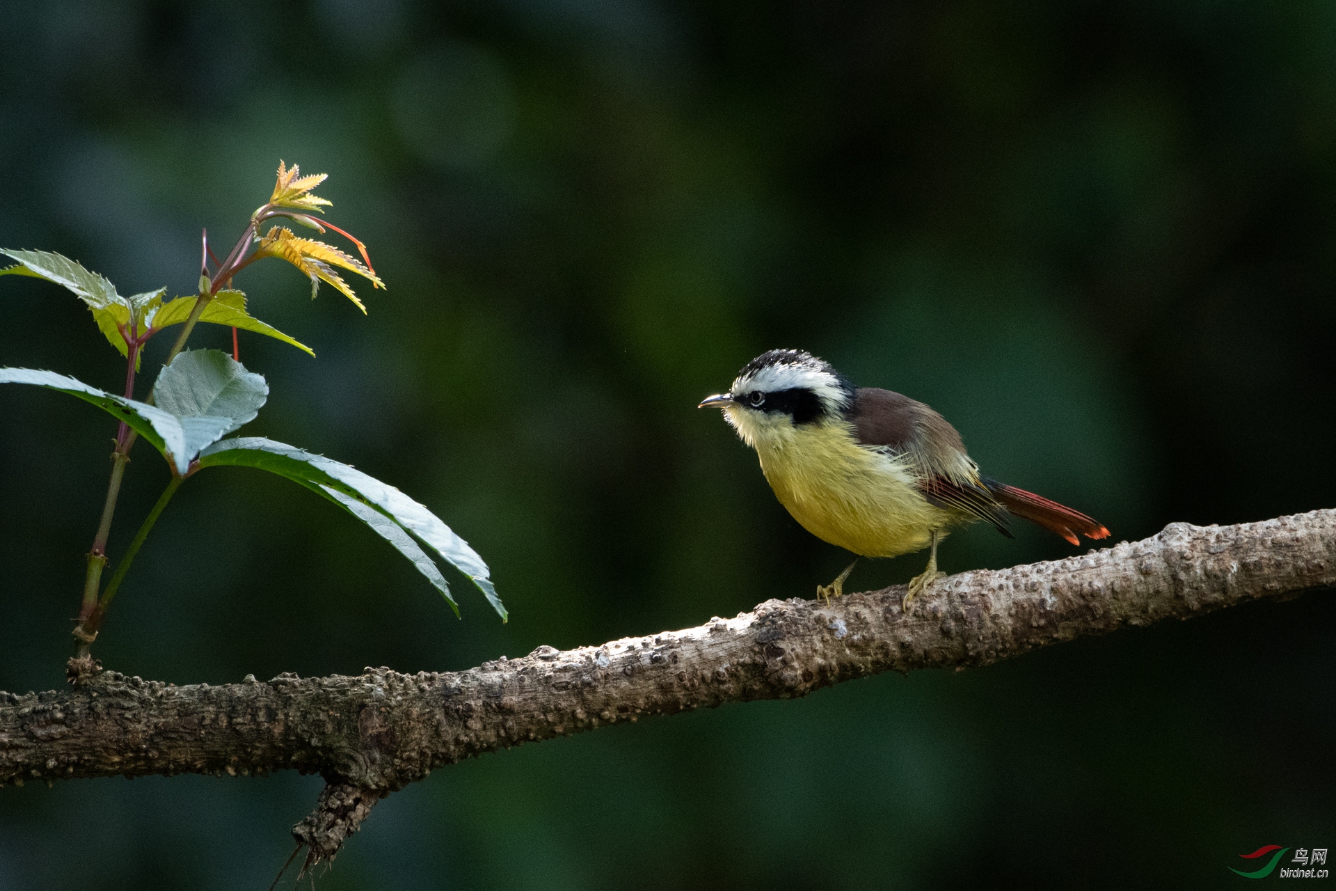 0012.5���q�� С���� ����.jpg