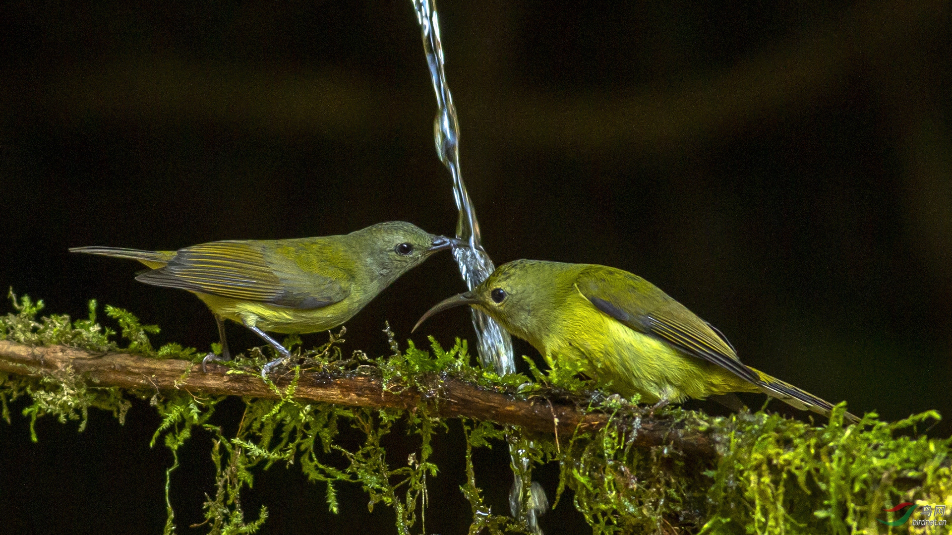 0065.�л���ͷ��Ÿ�� �Ҹ�ʱ�� С��.jpg