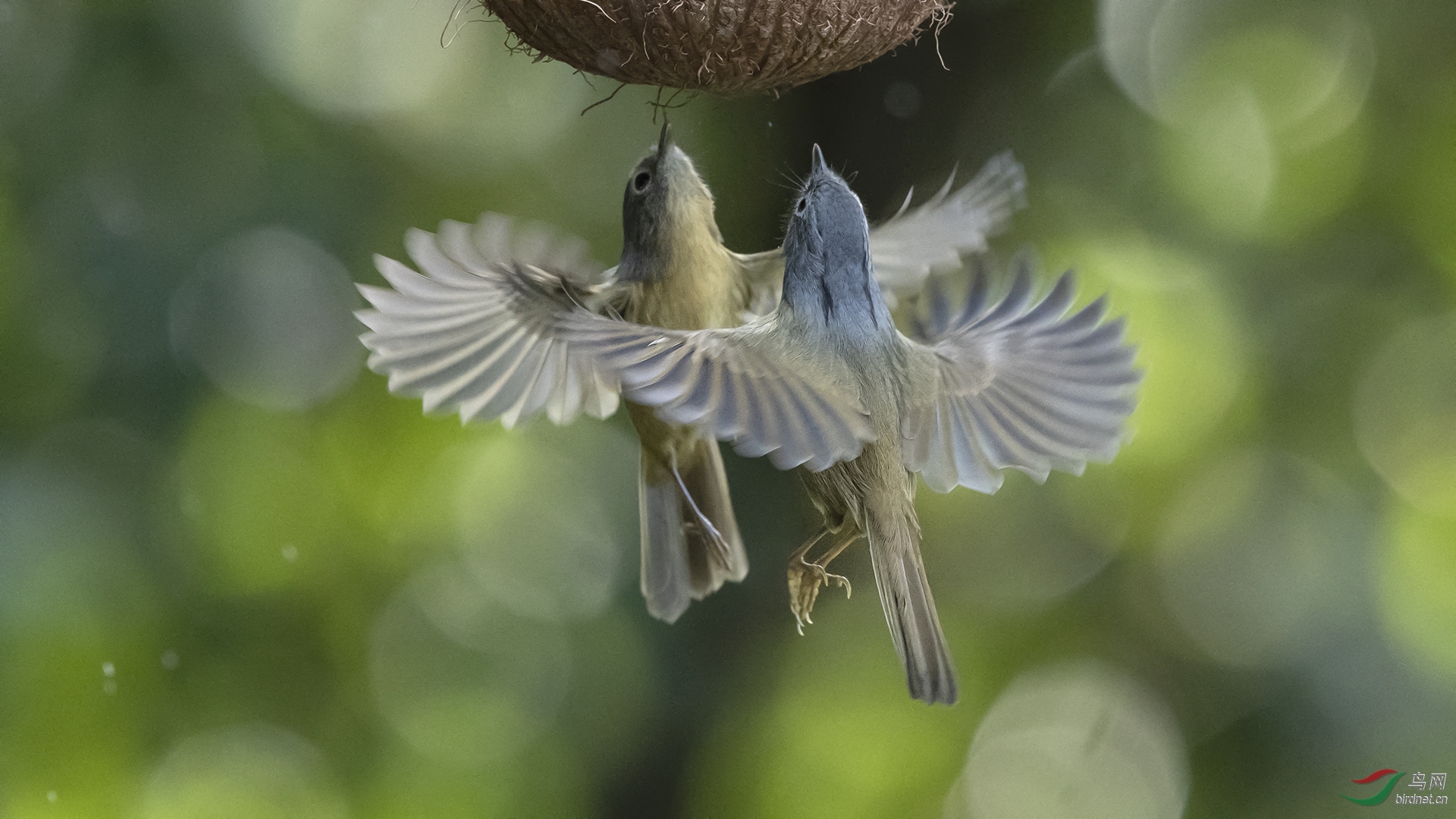 0069.�л���ͷ��Ÿ�� ����˫�� ��ƽ��.JPG