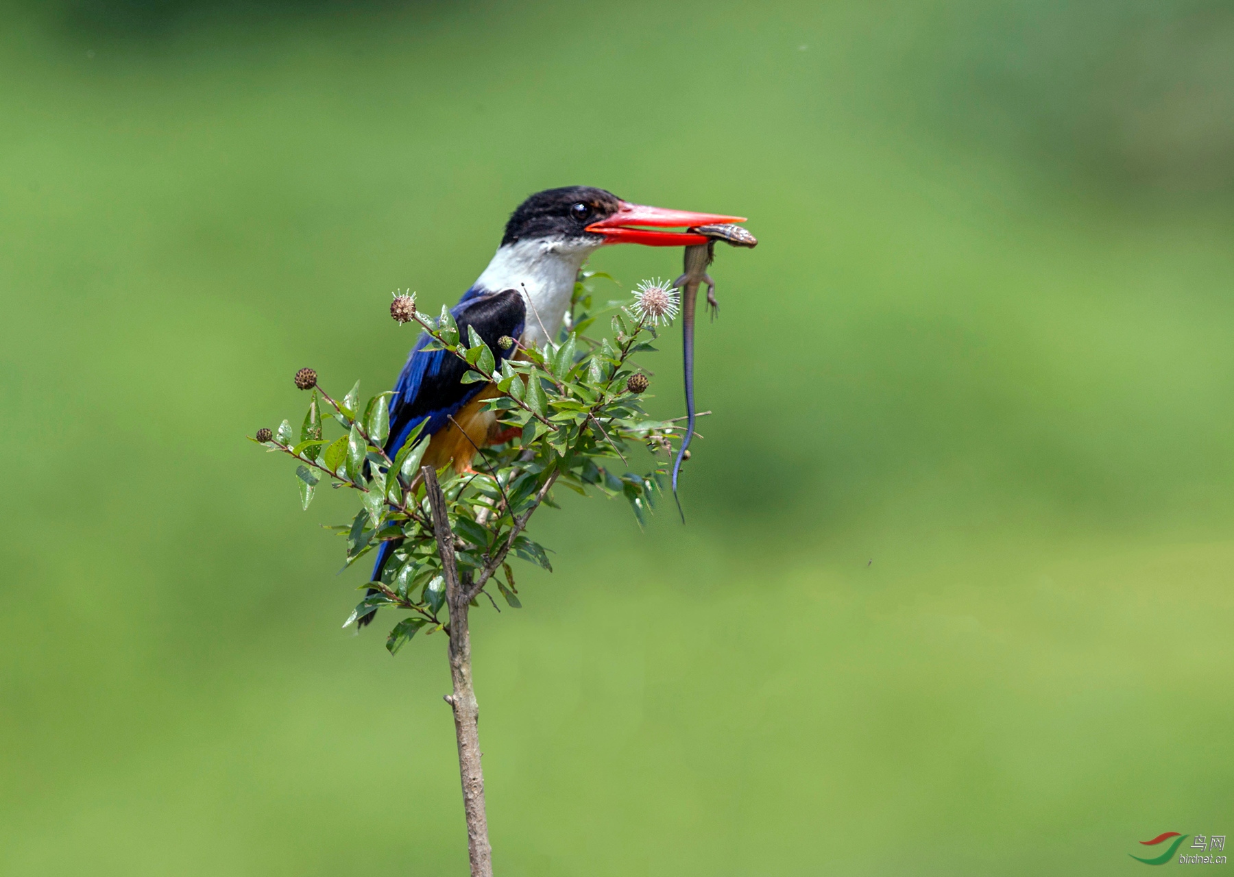 BW4Q8733 - ���� - ����.jpg