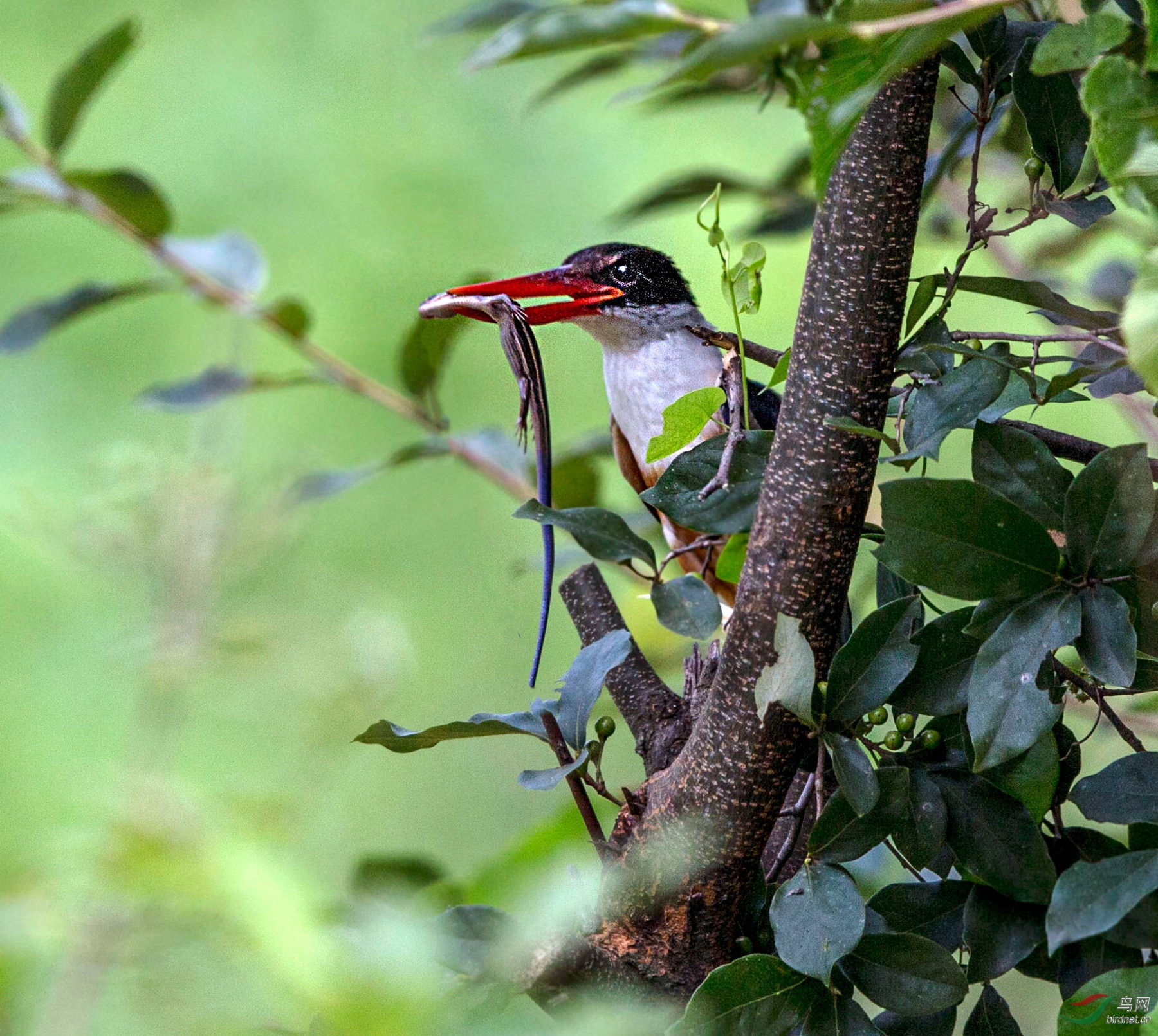 BW4Q8817 - ���� - ����.jpg