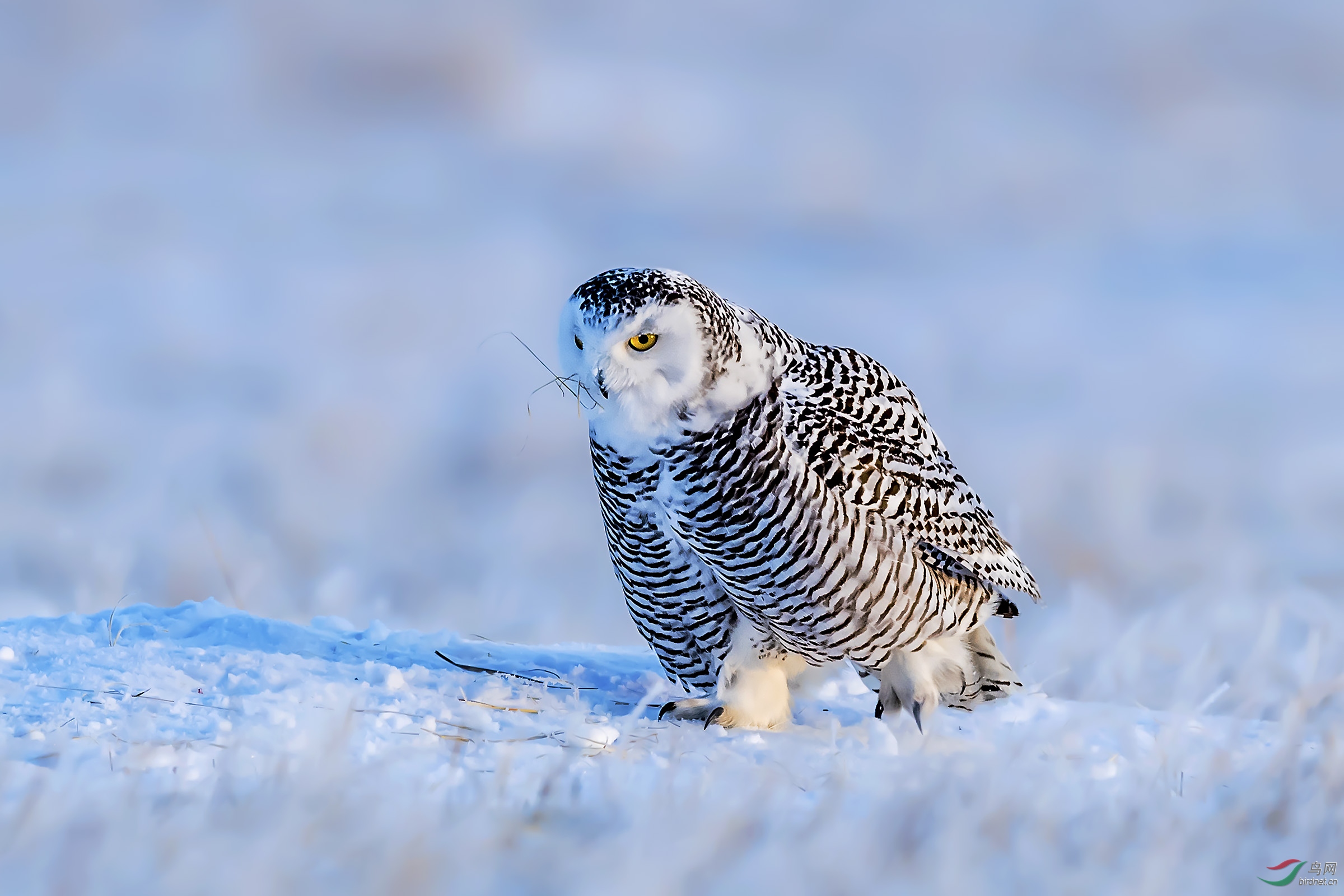 雪鸮