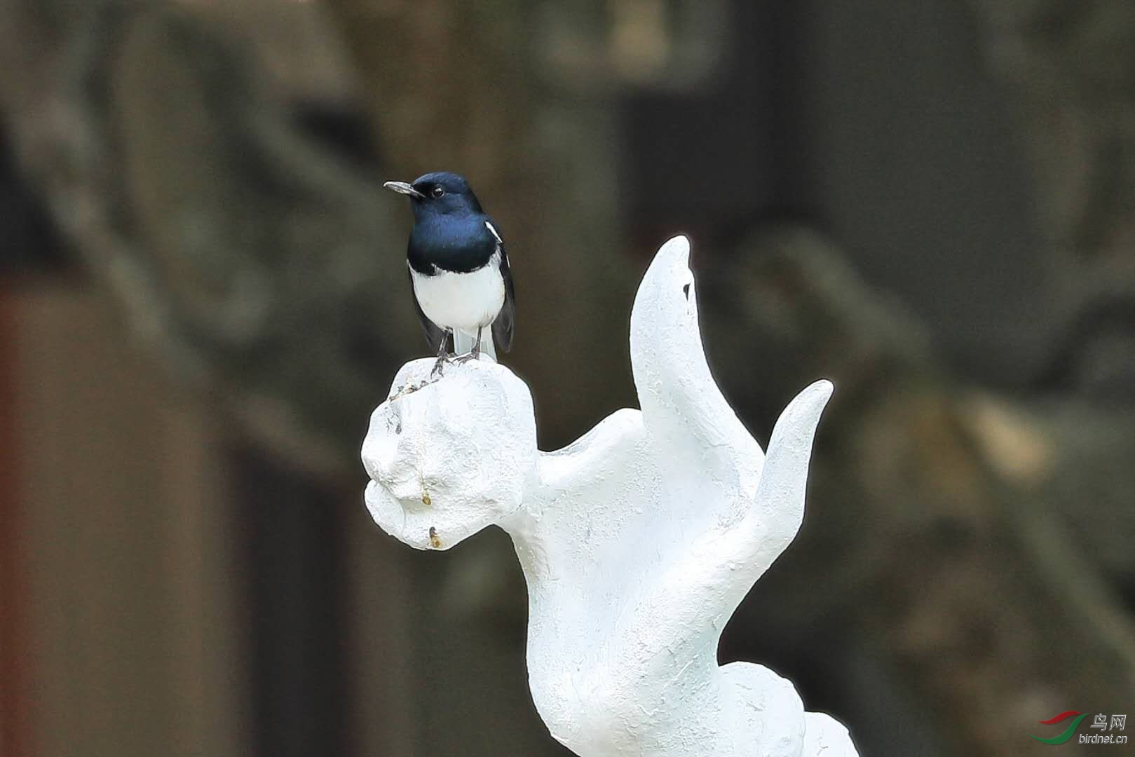 兰花指的正确手势图片(兰花指的正确手势图片简笔画)