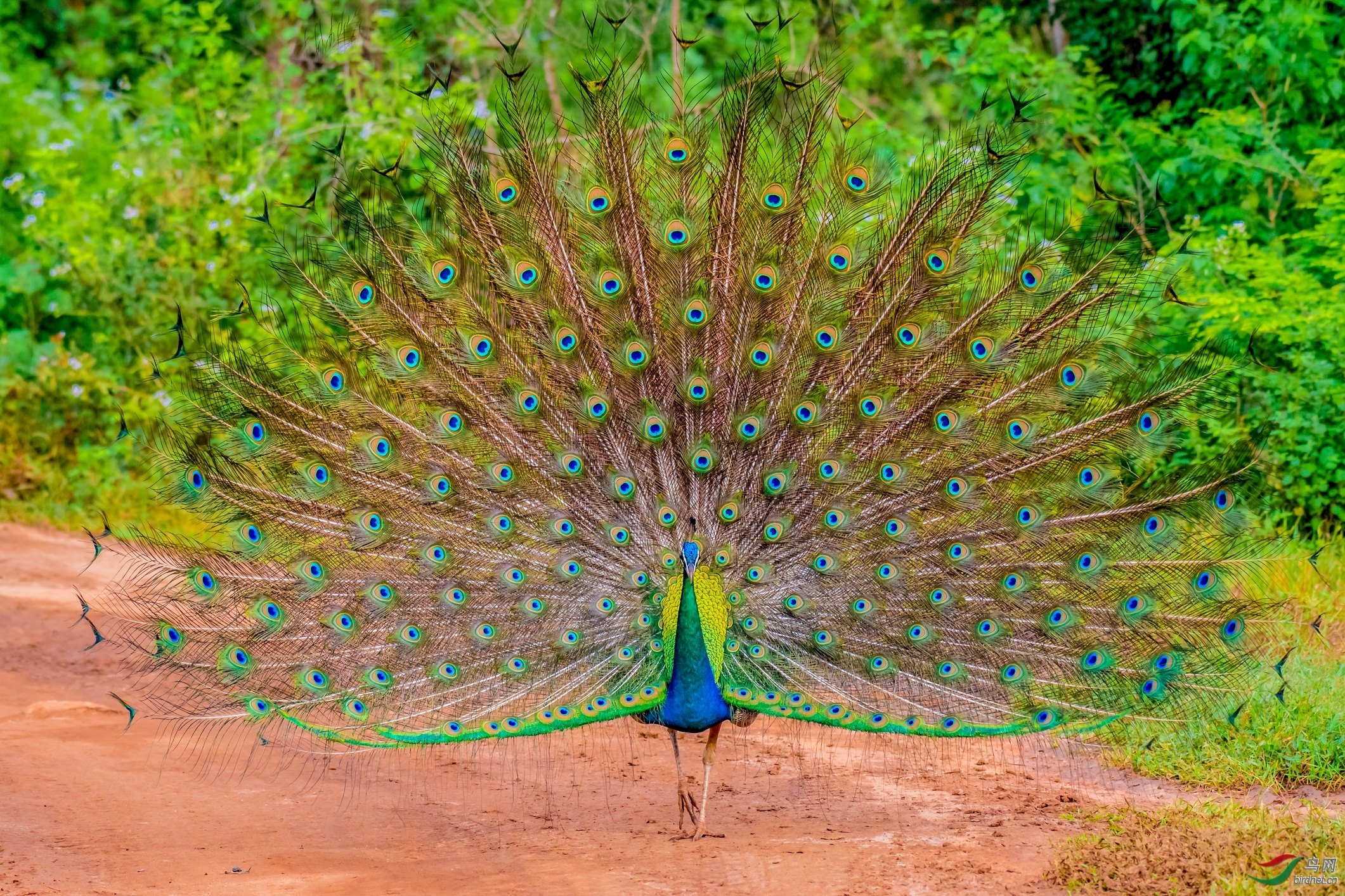 草木谷子老师作品----惊艳----斯里兰卡野生孔雀  荣获2019年12月19日