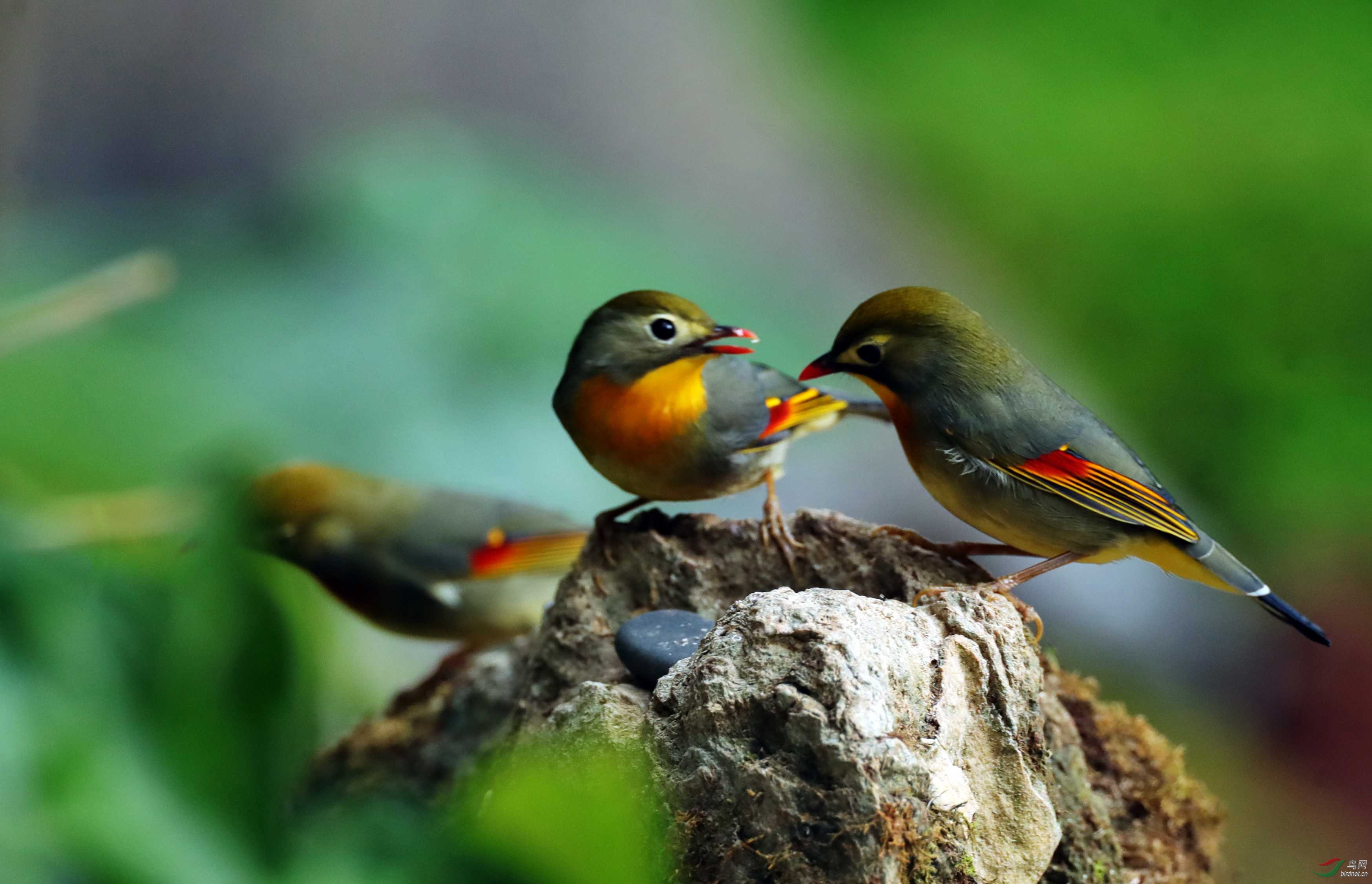 交流红嘴相思鸟