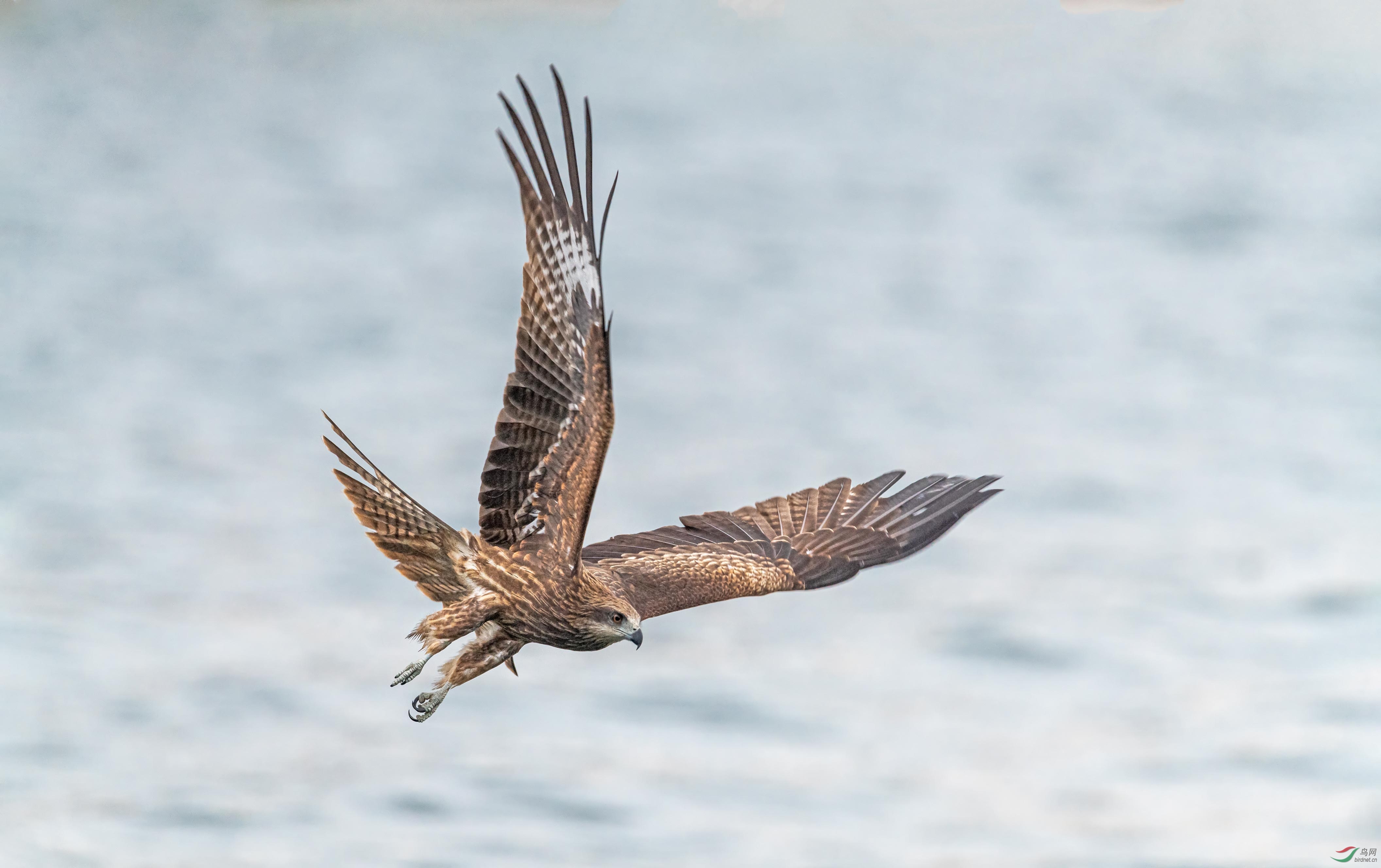祝:各位老师雄鹰万里,节日快乐!