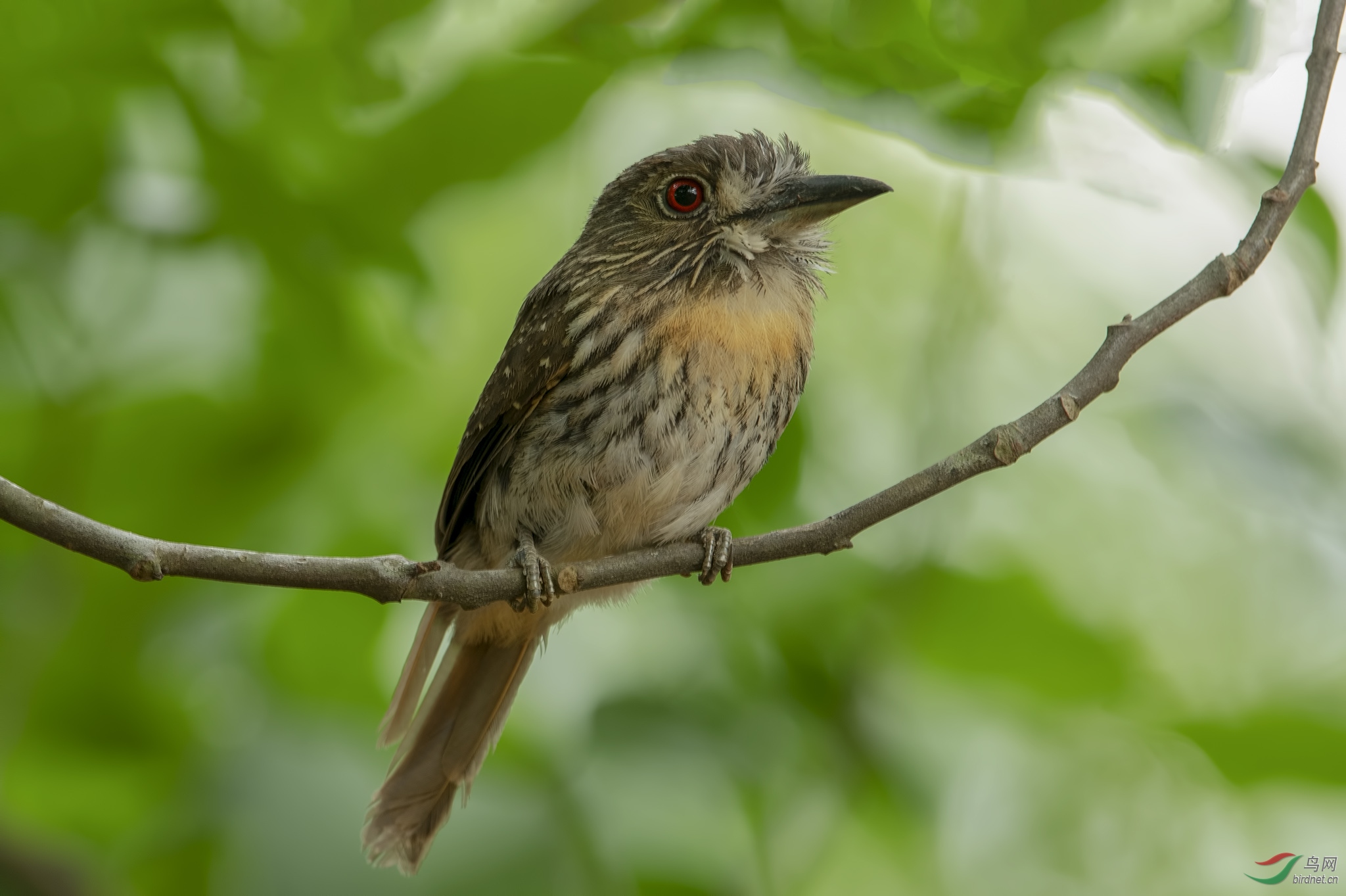 白须蓬头鴷whitewhiskeredpuffbird哥斯达黎加