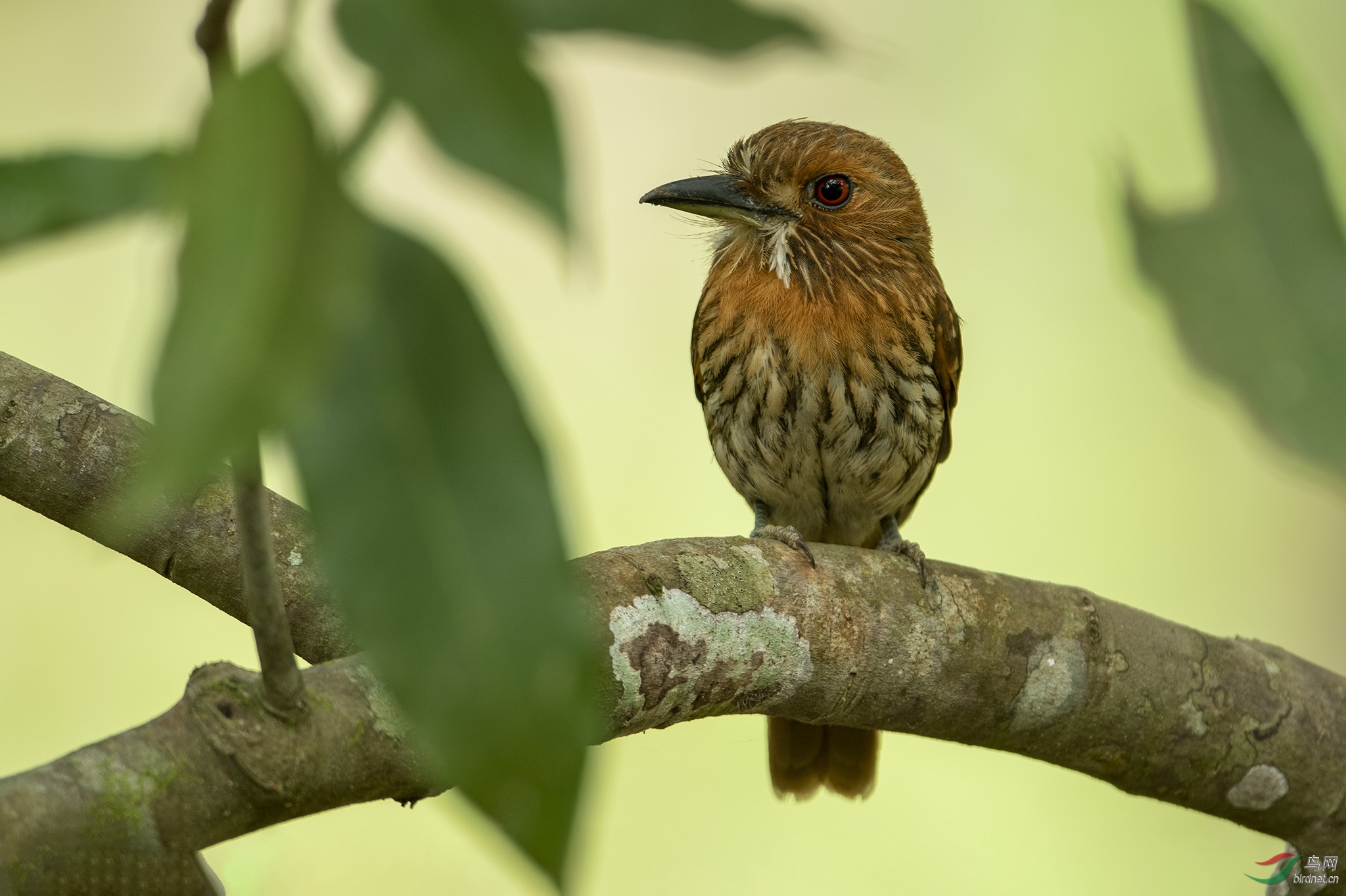 白须蓬头鴷whitewhiskeredpuffbird哥斯达黎加