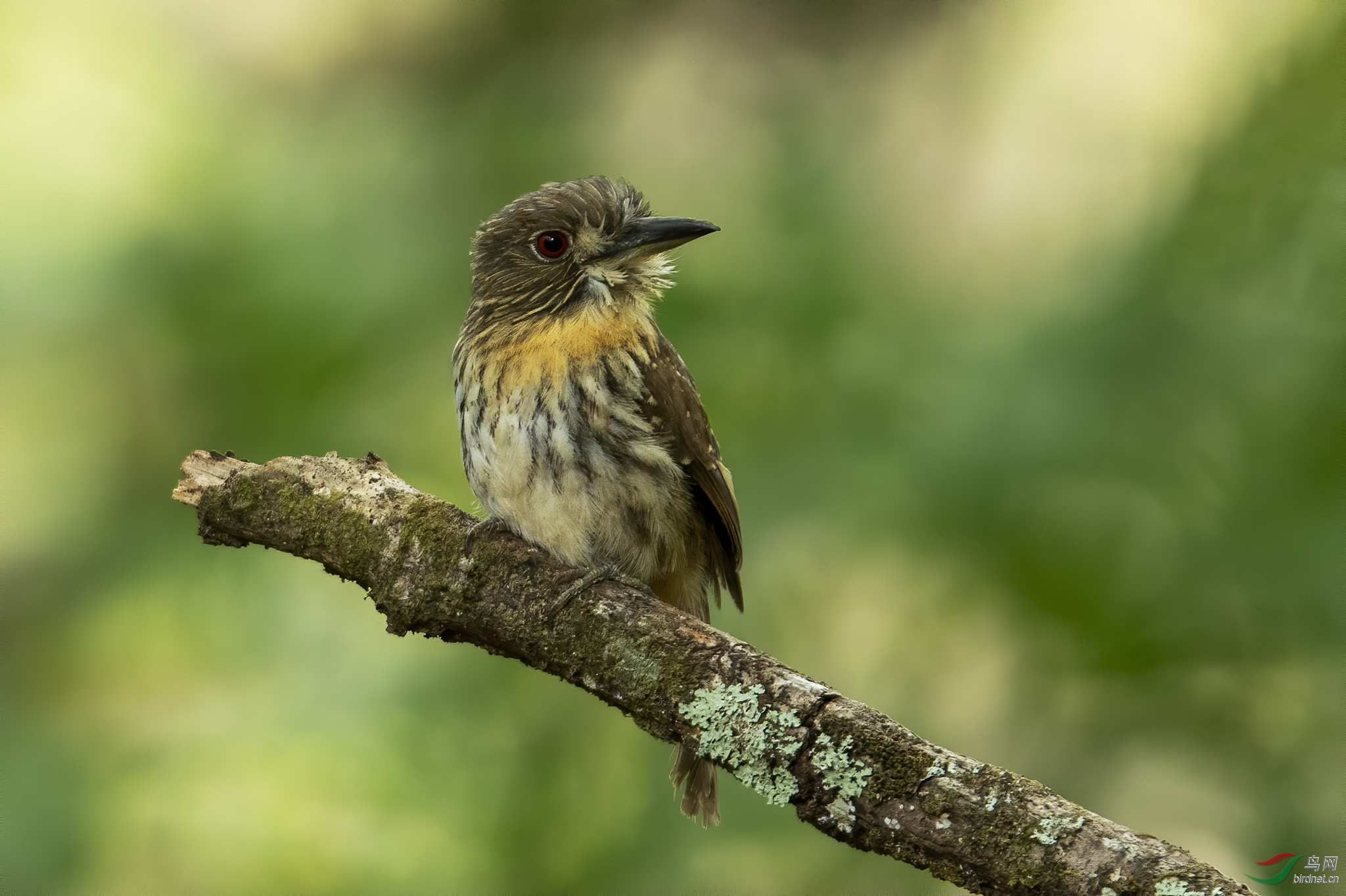 白须蓬头鴷whitewhiskeredpuffbird哥斯达黎加