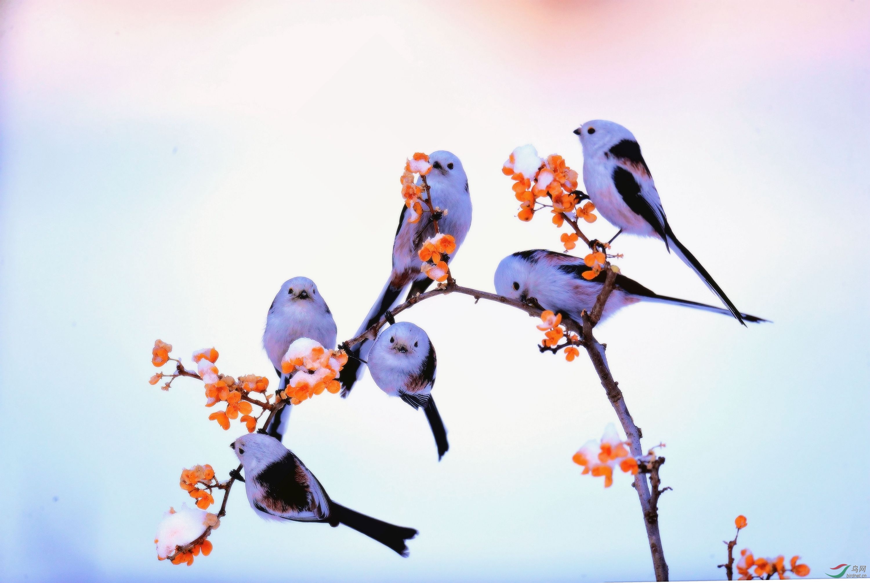 六只山雀庆东冬至(祝贺荣获首页鸟类精华)