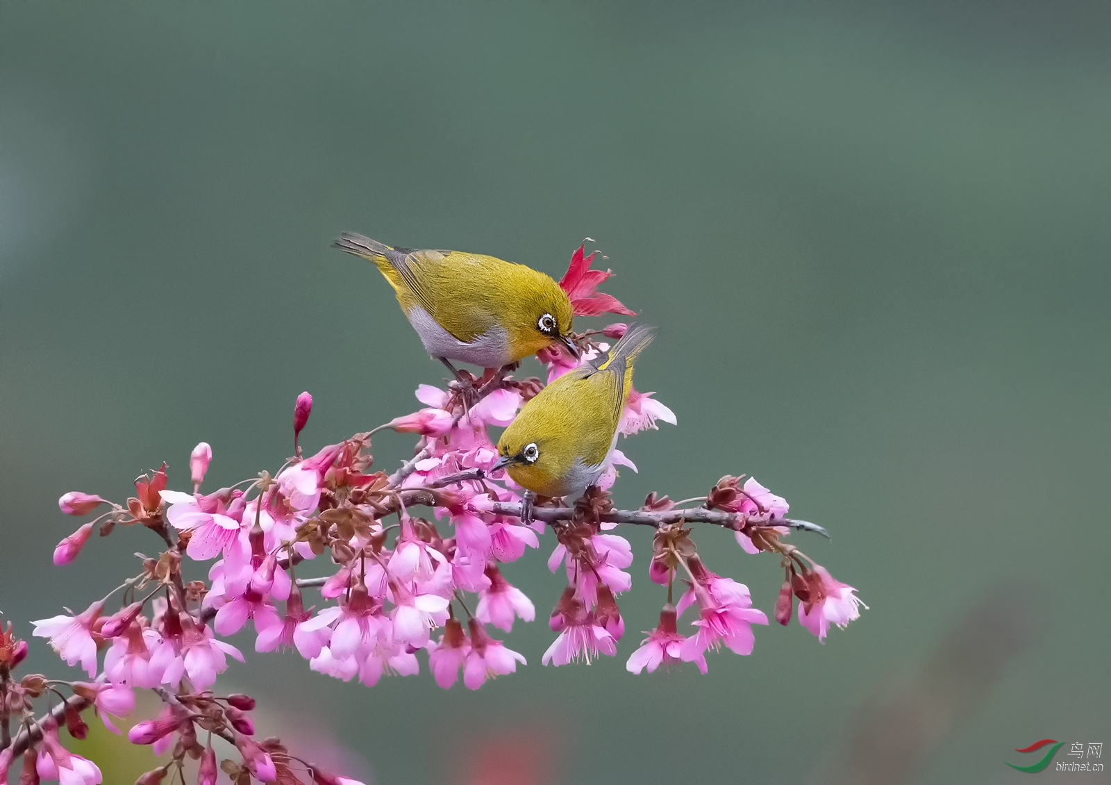 DSC_8046.jpg