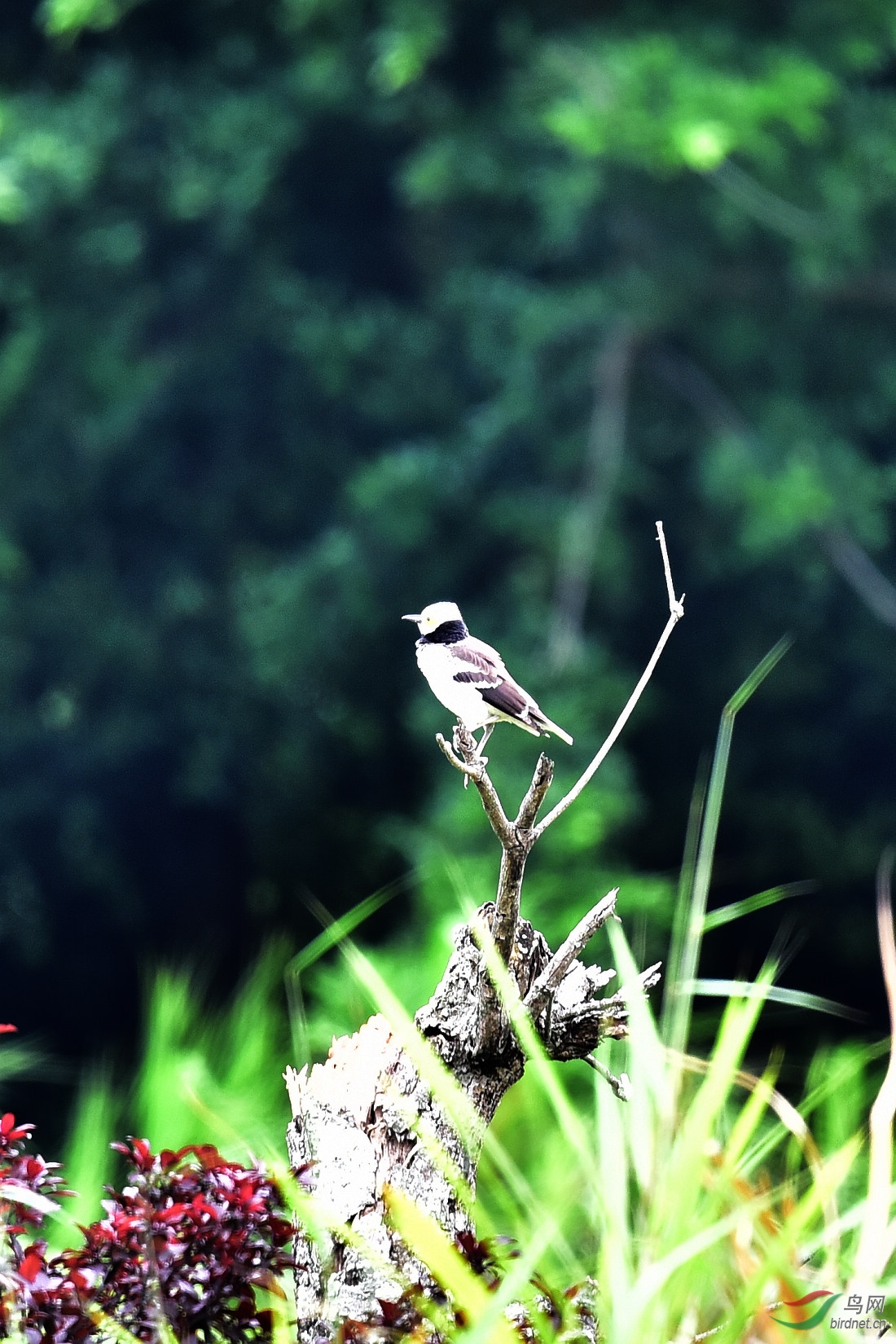 DSC_0652.JPG