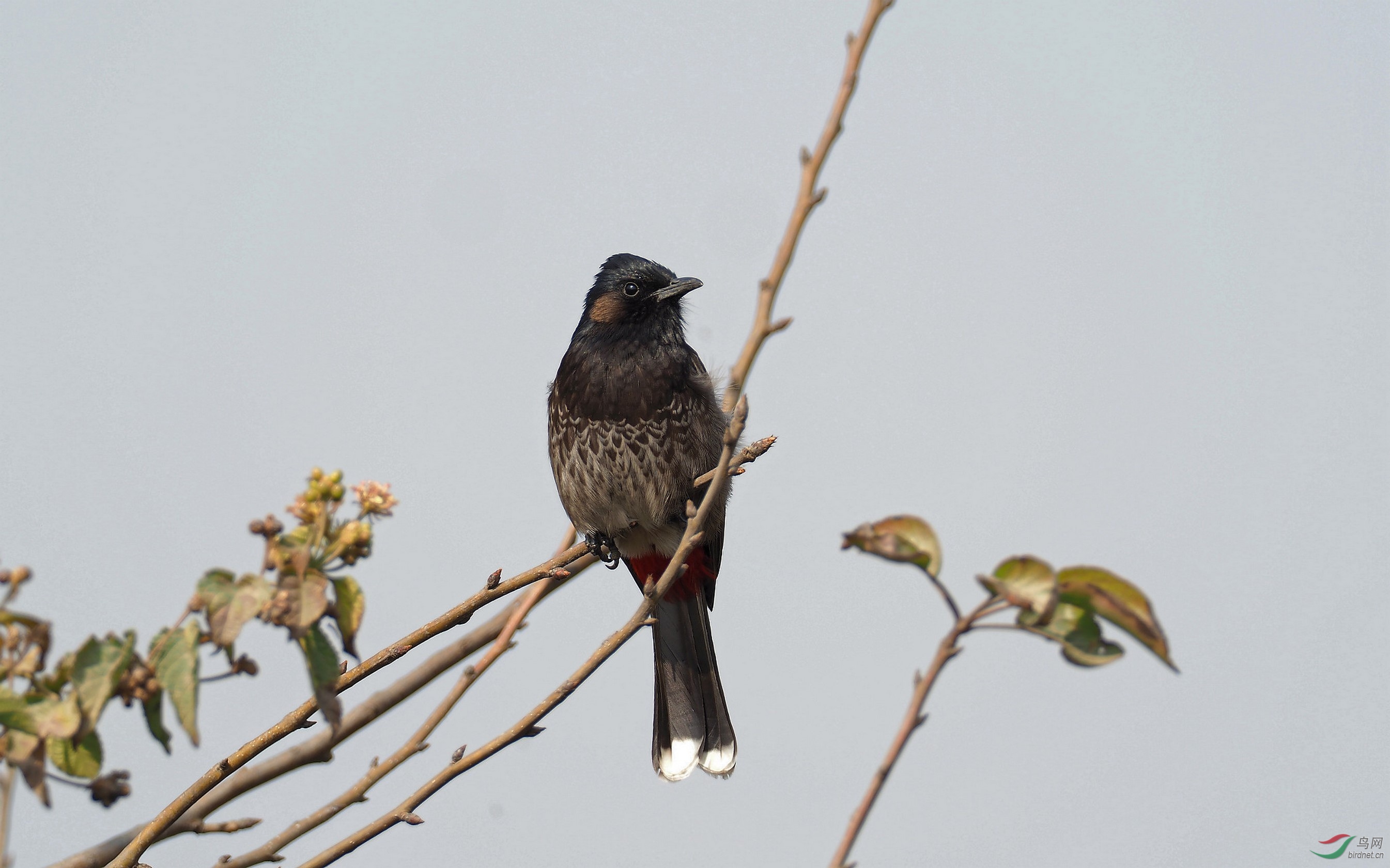 黑冠红臀鹎!——拍摄于尼泊尔