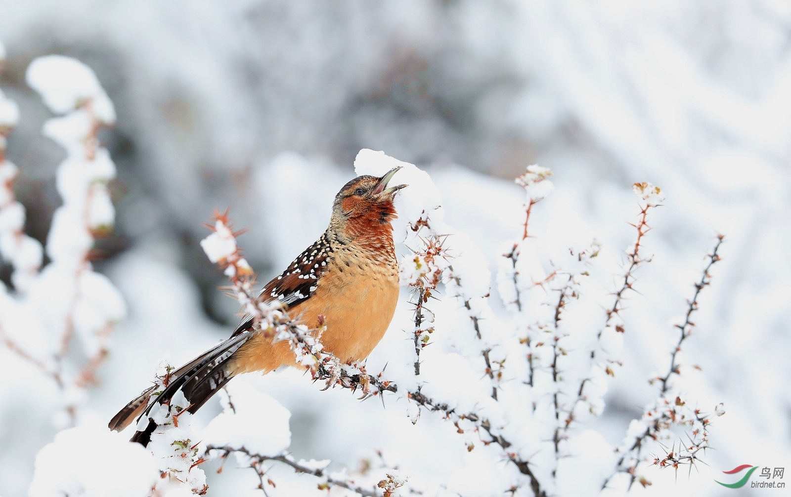 AI0I6387 - ����.JPG