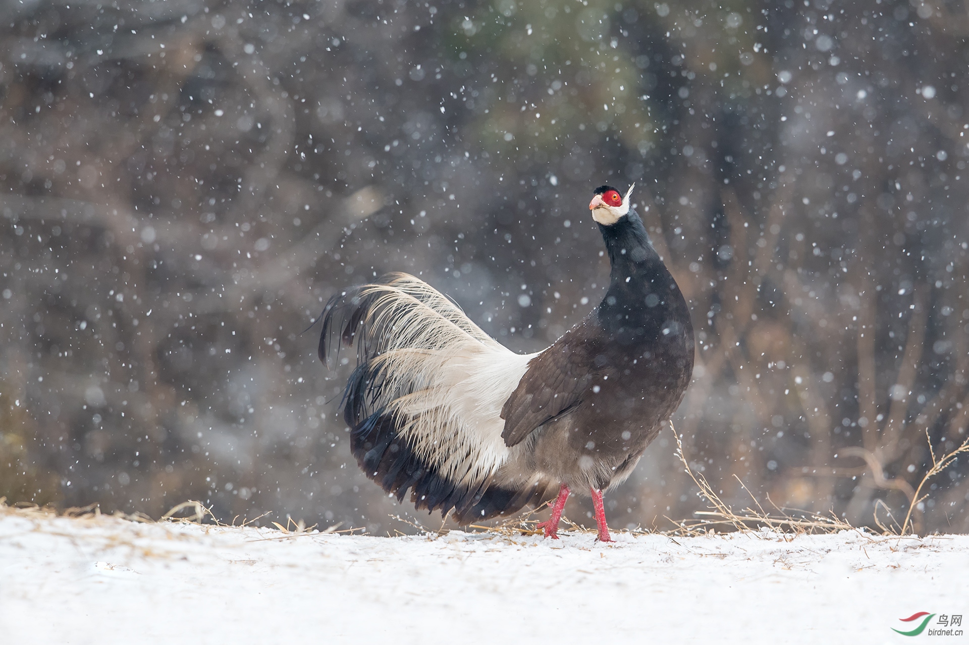 褐马欢喜漫天雪