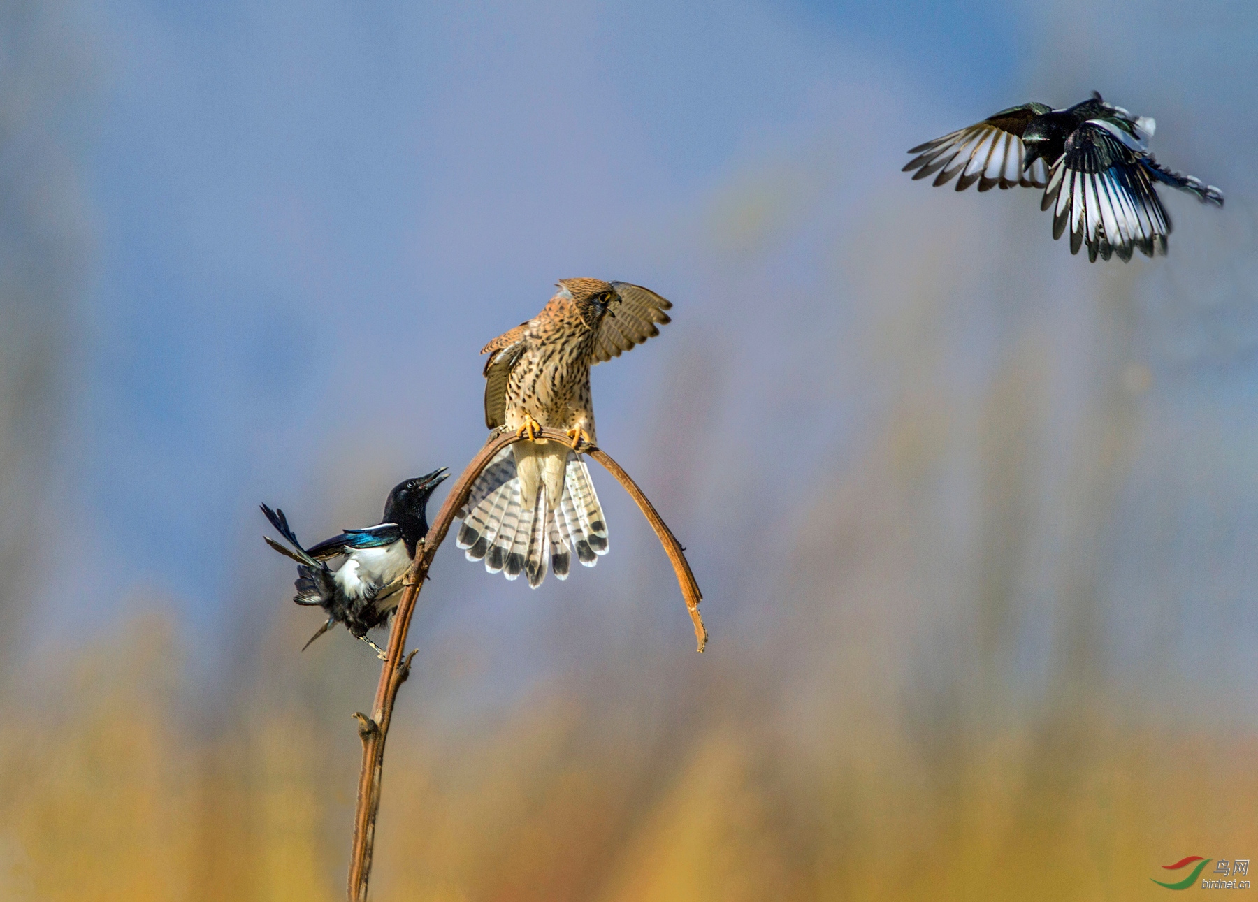 IMG_1149 - ���� - ���� - ����.JPG