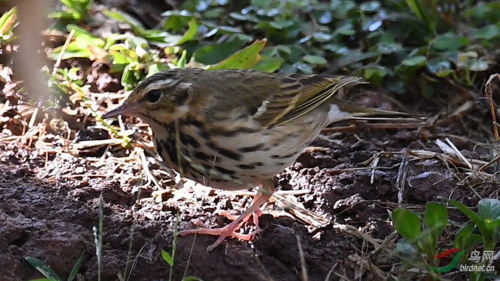 DSC_0127.JPG