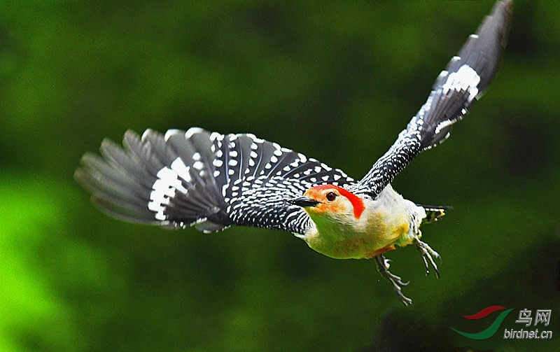 missing the birds at home.