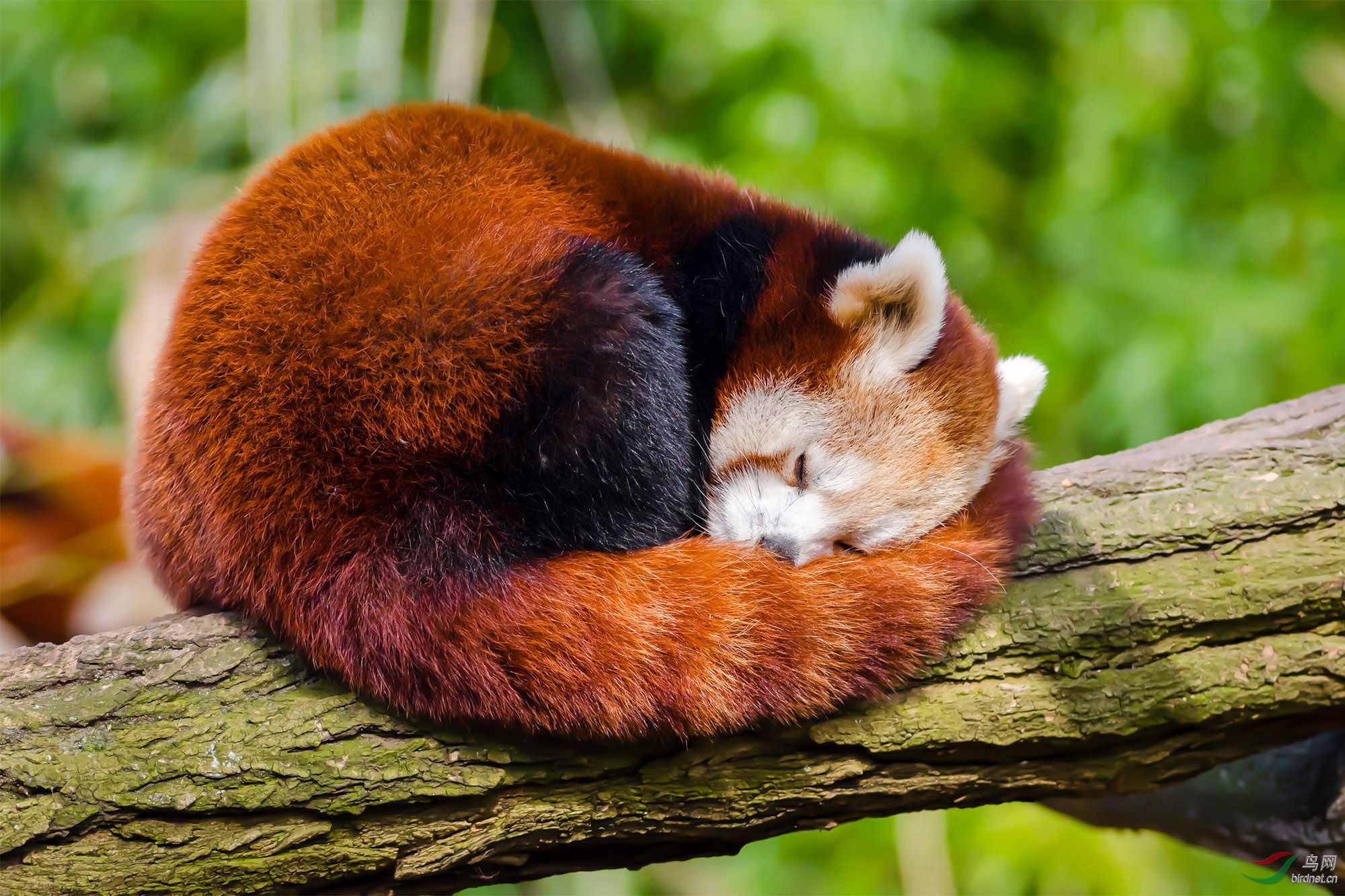 可爱的小熊猫睡态可掬