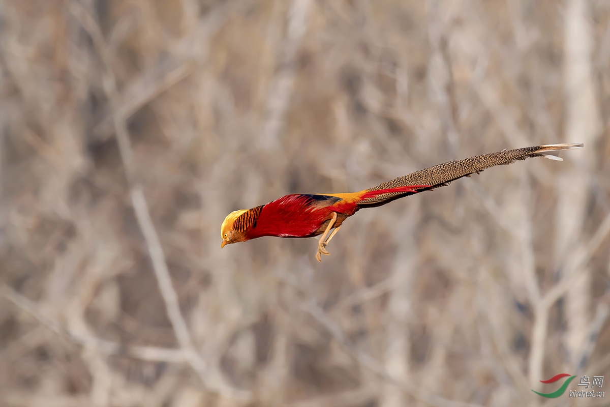 DSC_p8154.jpg