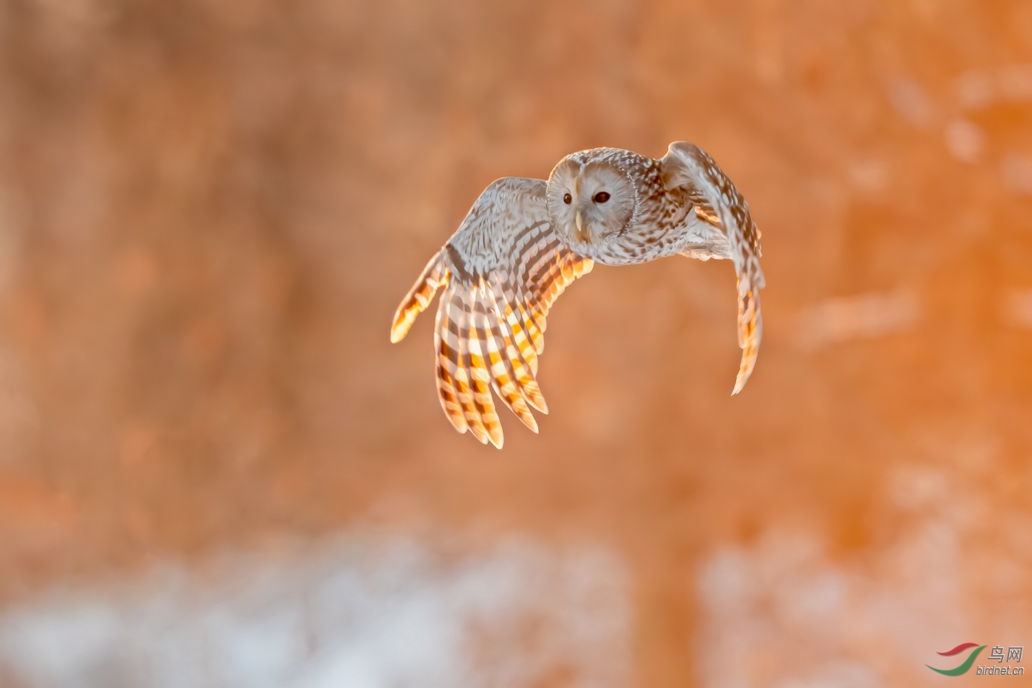 DSC_6249_1.jpg