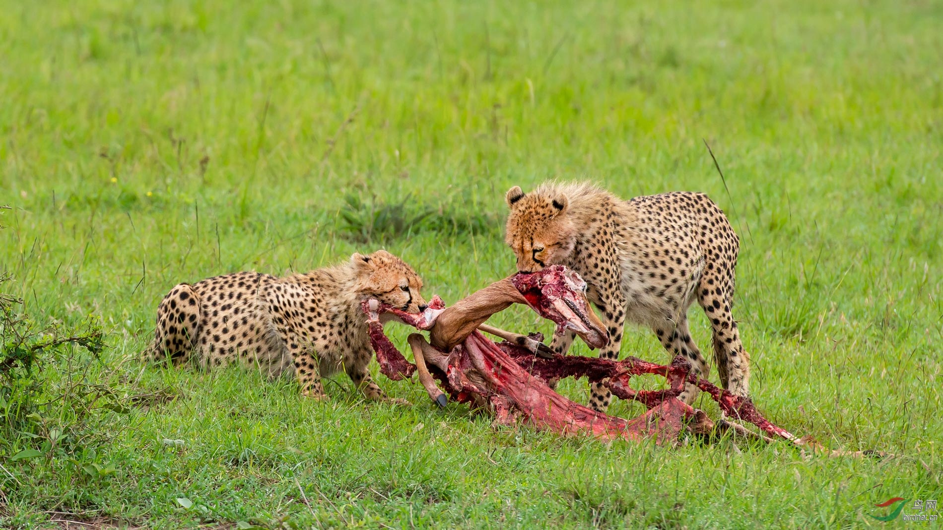 撕食羚羊……猎豹(祝贺荣获首页精华)