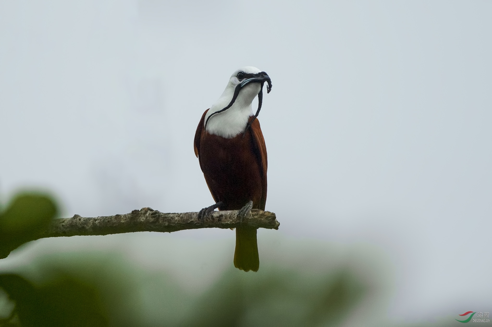 肉垂钟伞鸟中美洲哥斯达黎加
