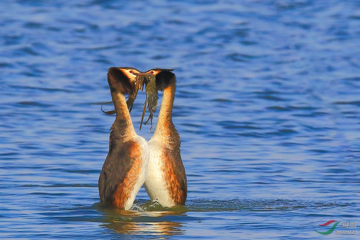 ��ͷ����