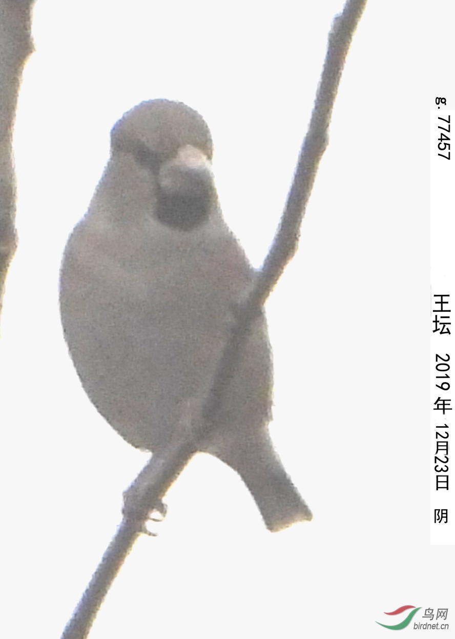 g.77457.jpg