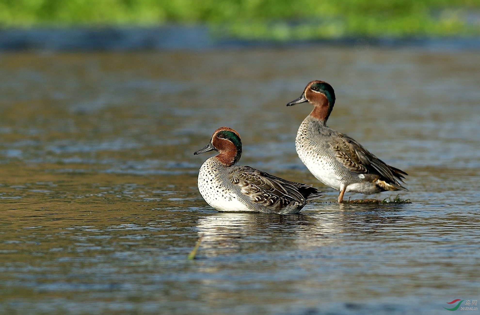 �����ʦ��Ѽ����