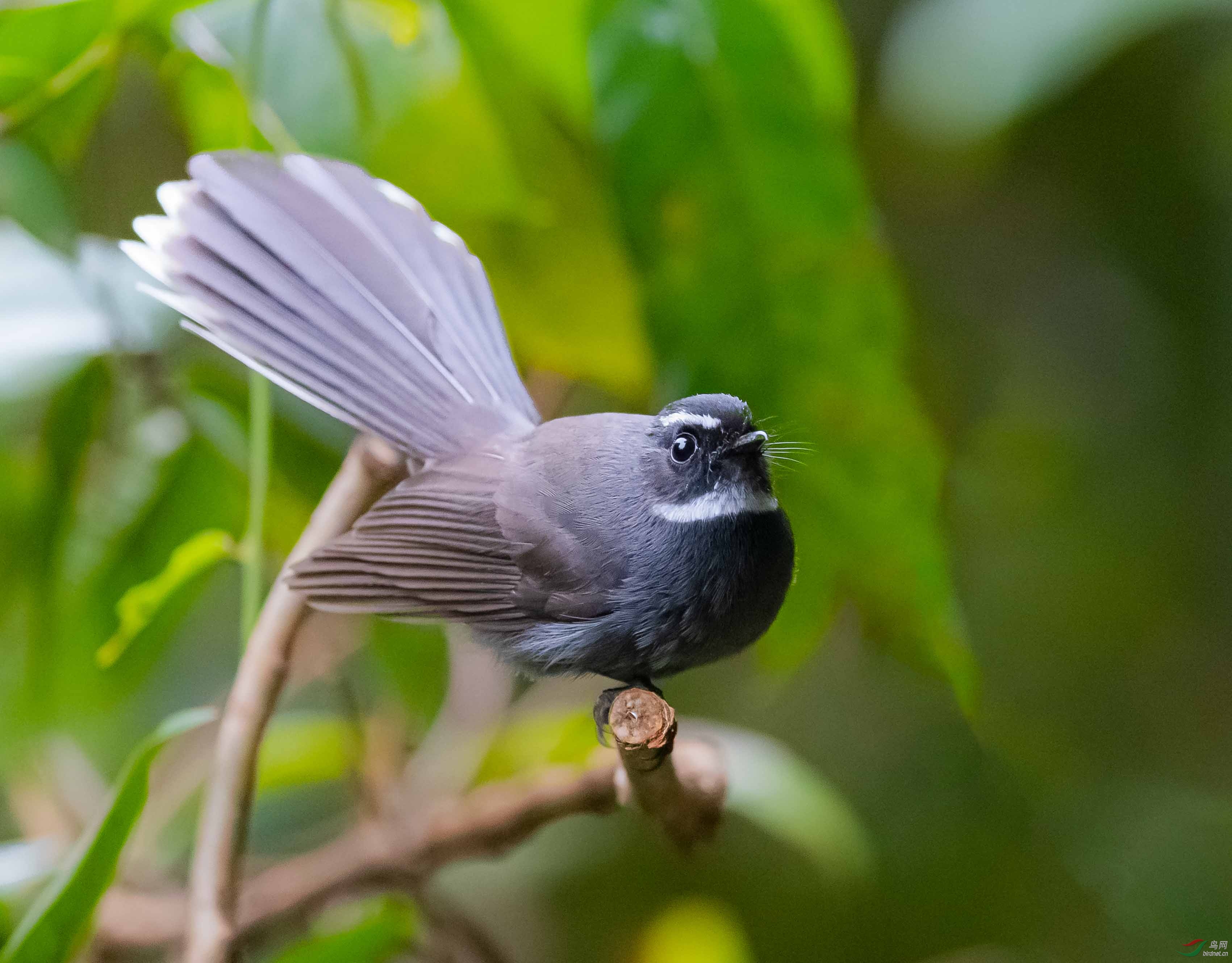 白喉扇尾鹟