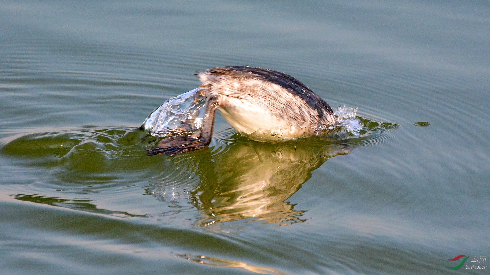 DSC_6452.JPG