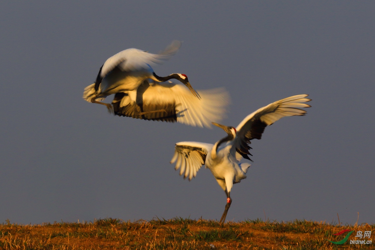 ������Ϯ