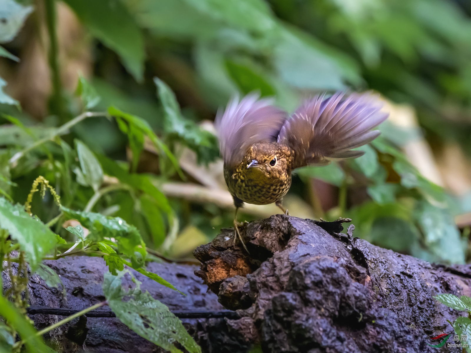 DSC_1949.jpg