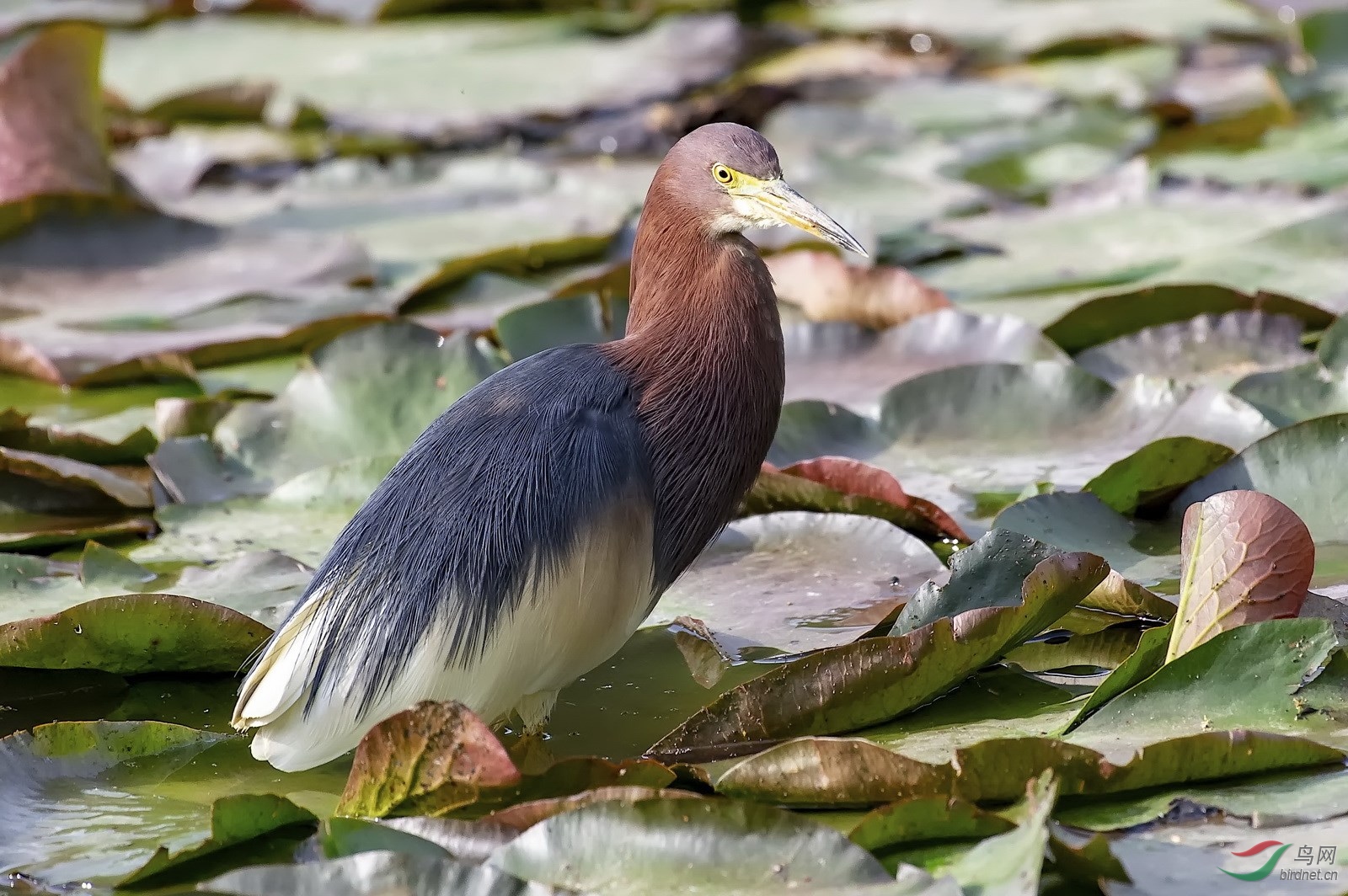 DSC_6218.jpg