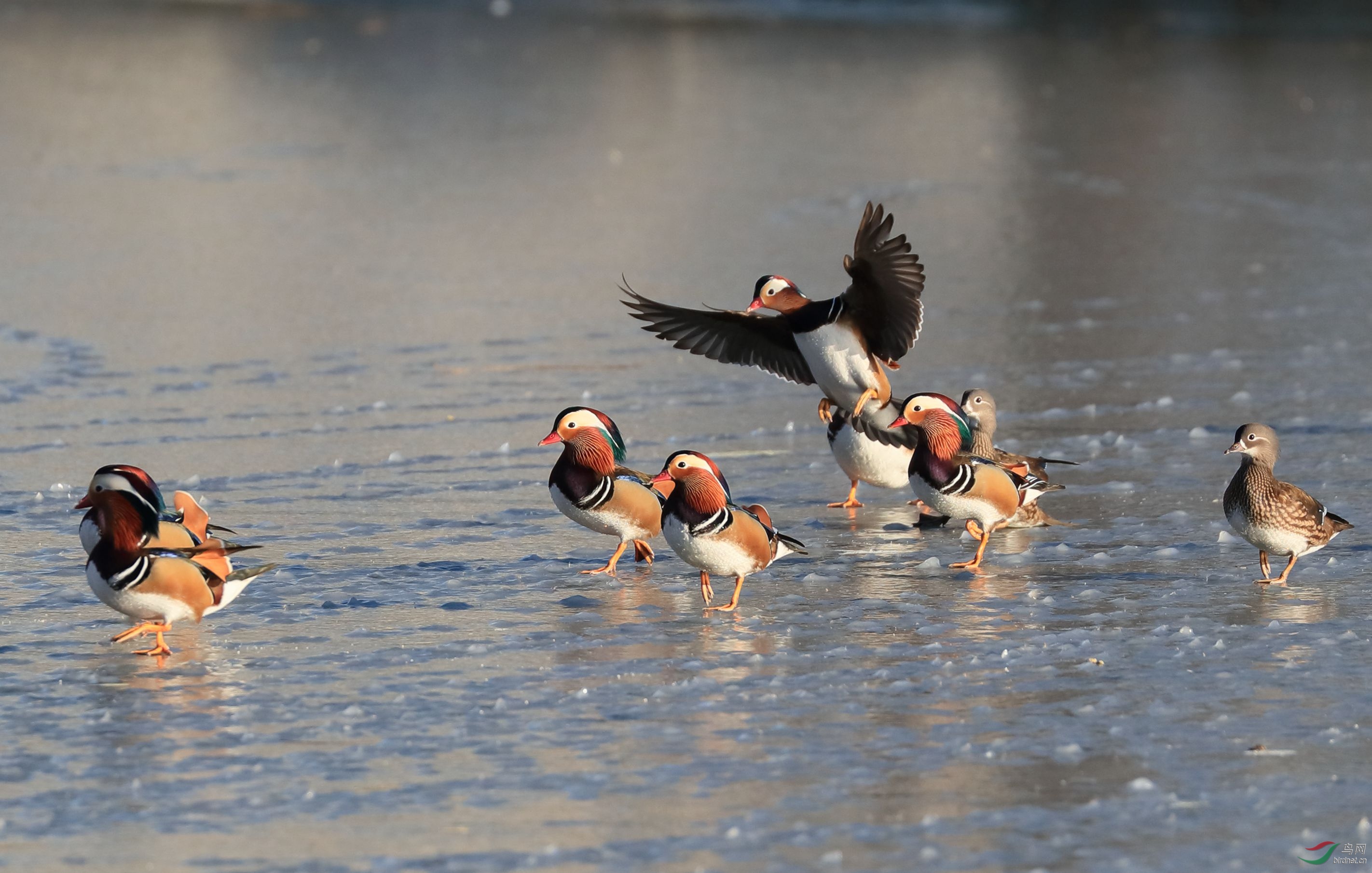 B93I7715_����.jpg