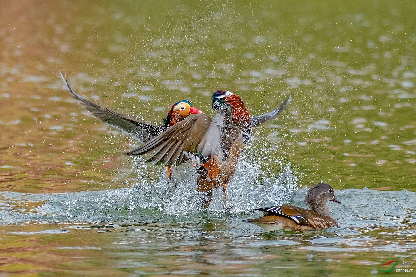 DSC_5460.jpg